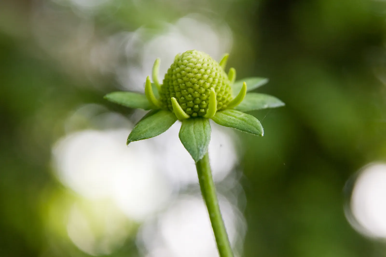 Cutleaf Coneflower (Rudbeckia Laciniata) — and division of the plant every 3-4 years can help maintain its vigor; <br><br>Equipped with distinctive, image 78