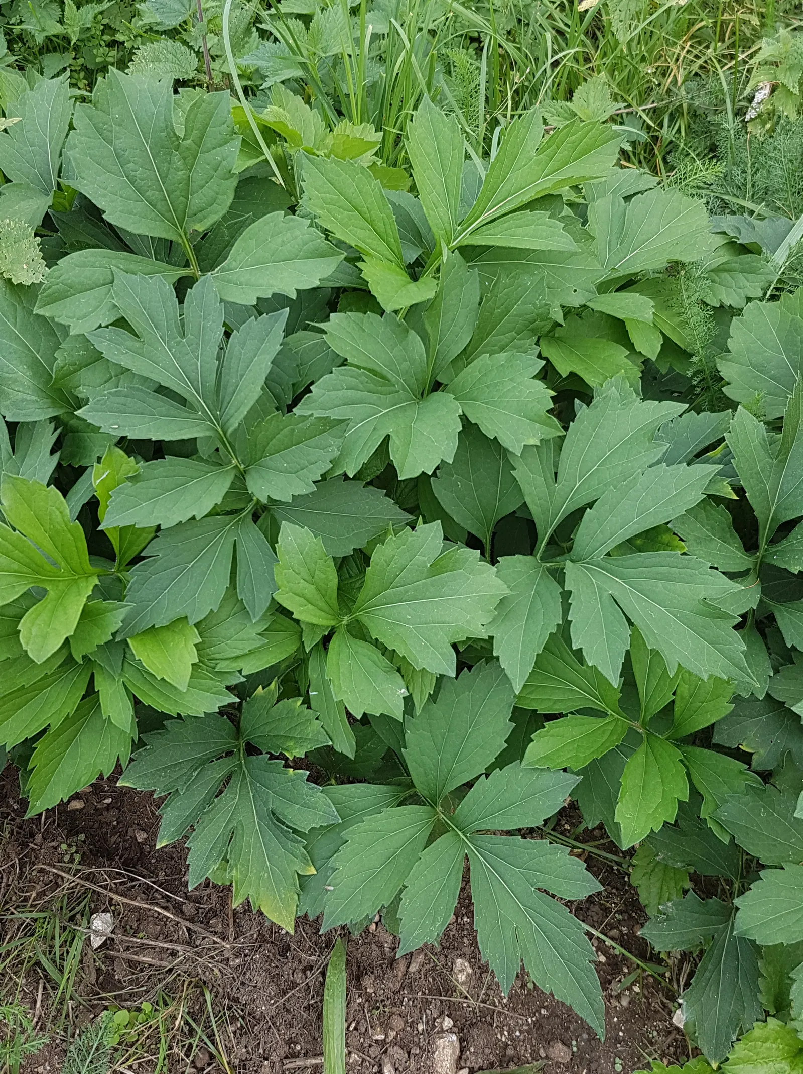Cutleaf Coneflower (Rudbeckia Laciniata) — the Cutleaf Coneflower features bright