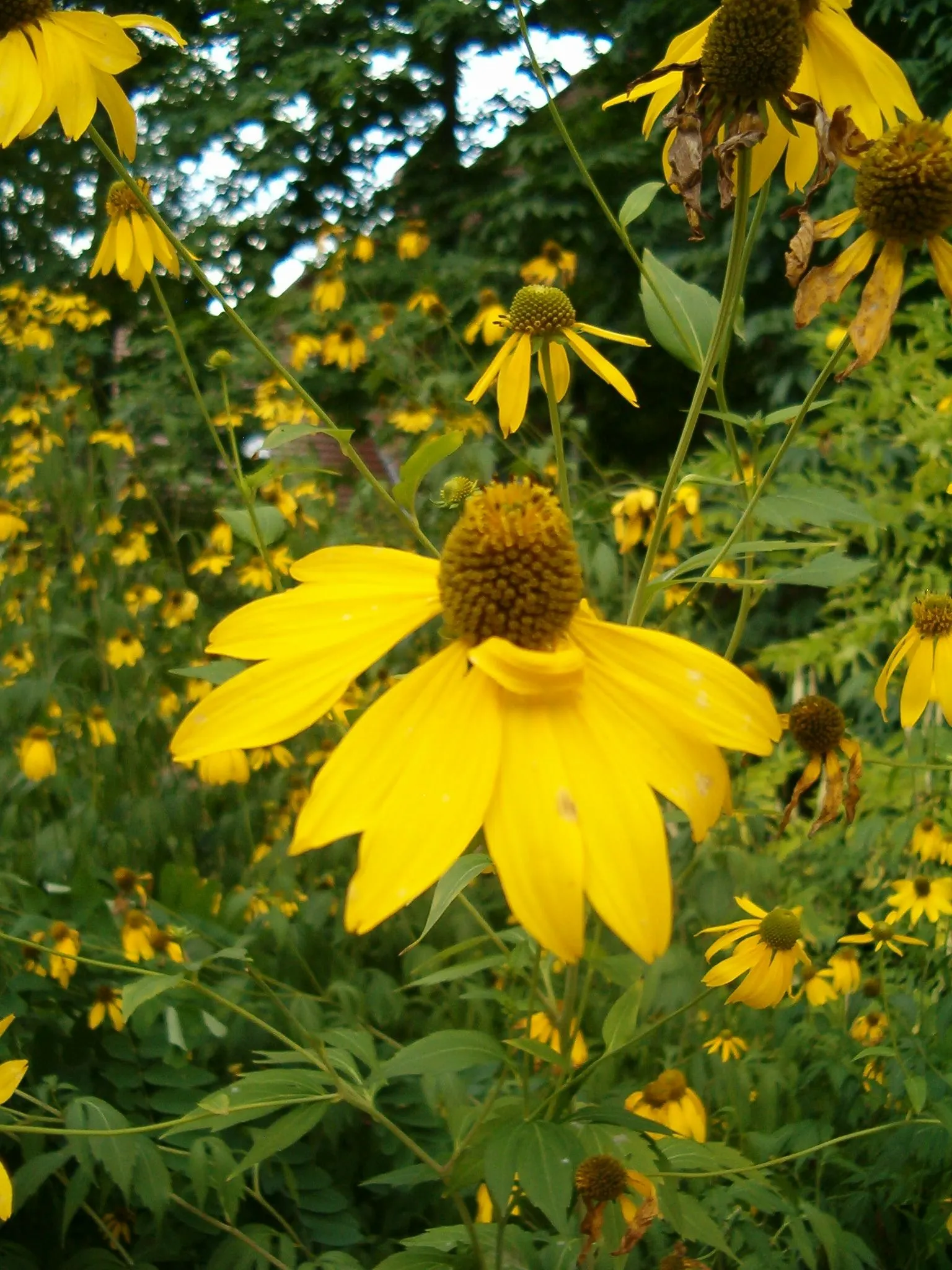 Cutleaf Coneflower (Rudbeckia Laciniata) — this plant blooms from July to September; ideal for pollinator gardens or wildflower borders, image 89