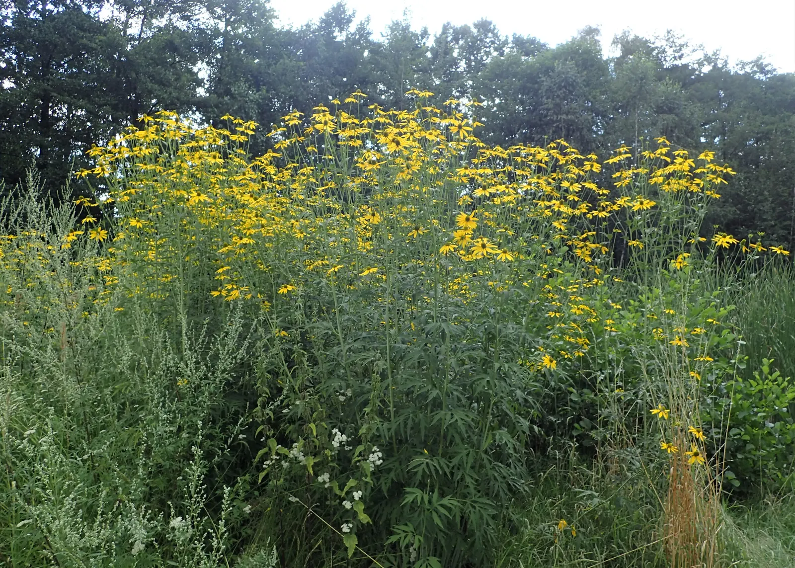 Cutleaf Coneflower (Rudbeckia Laciniata) — providing an excellent backdrop for borders or as a focal point in a naturalistic garden setting, image 66
