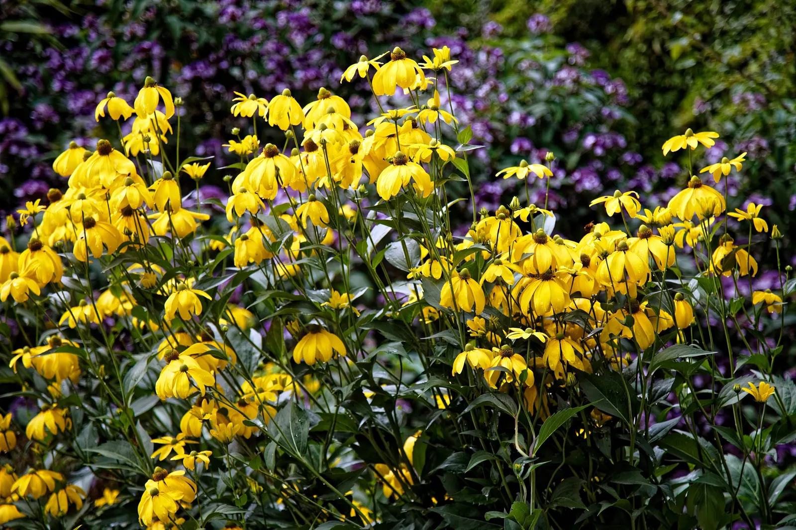 Cutleaf Coneflower (Rudbeckia Laciniata) — extending the visual interest of the garden into early fall and attracting a diverse array of, image 72