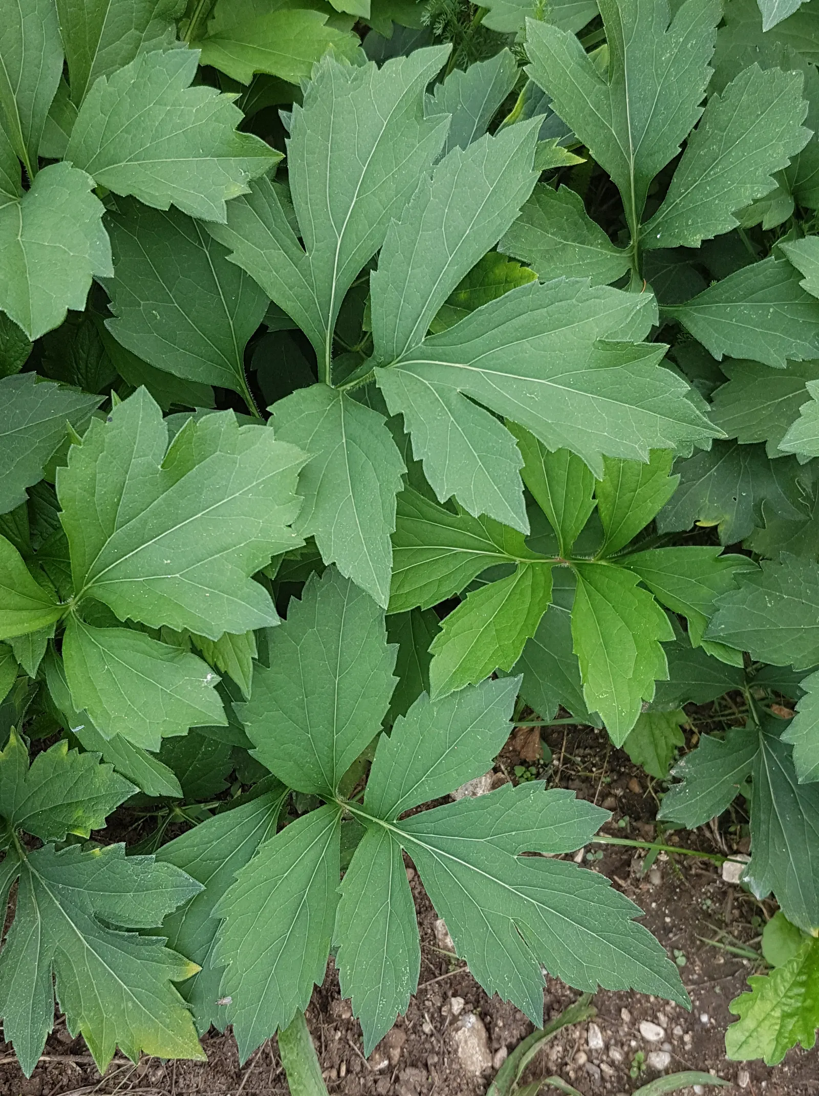 Cutleaf Coneflower (Rudbeckia Laciniata) — These blossoms emerge in mid to late summer; rudbeckia laciniata requires full sun to partial shade and thrives in