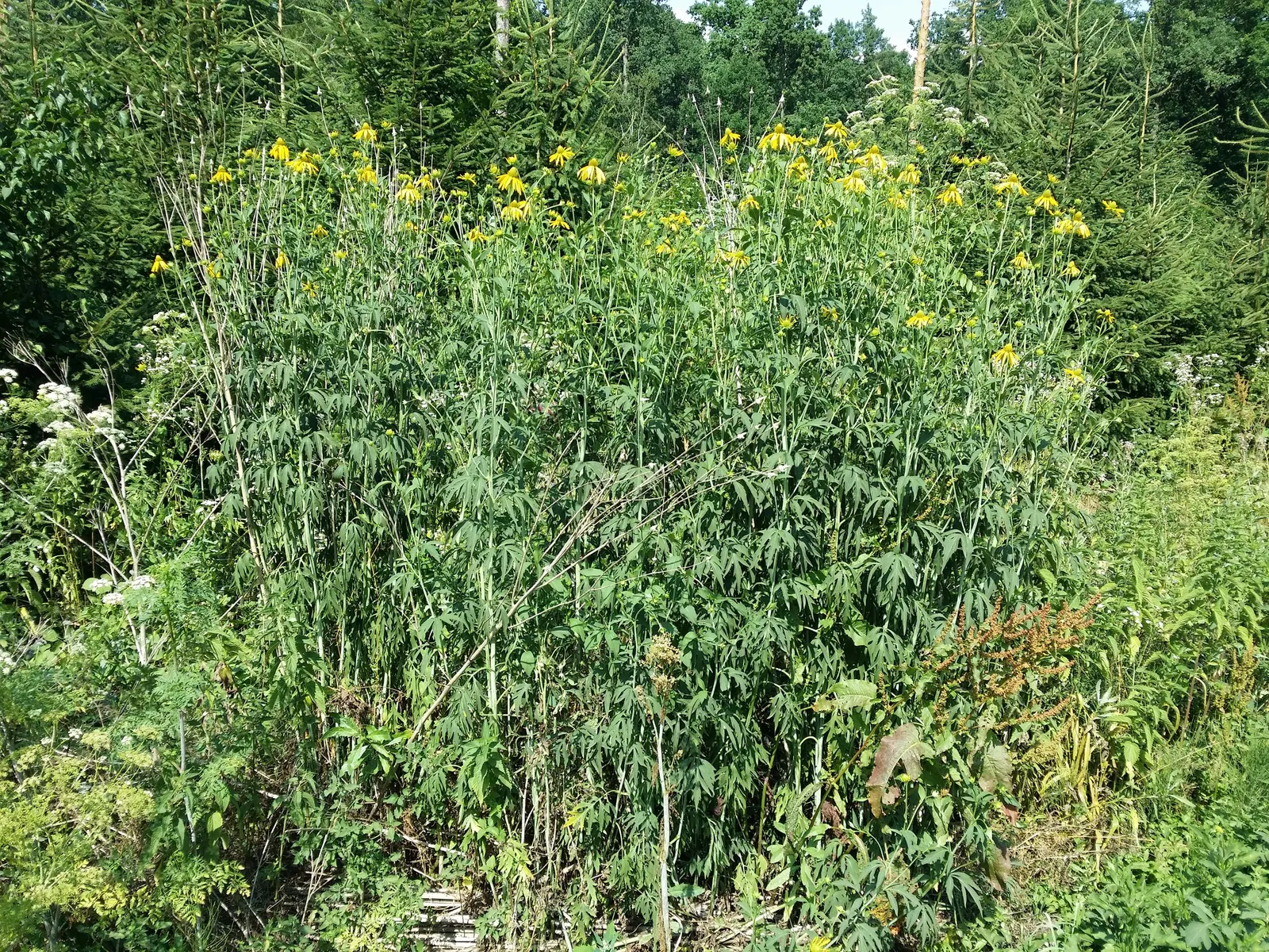 Cutleaf Coneflower (Rudbeckia Laciniata) — tolerating poor soil conditions and heat once established; and pair with other native perennials for a, image 76