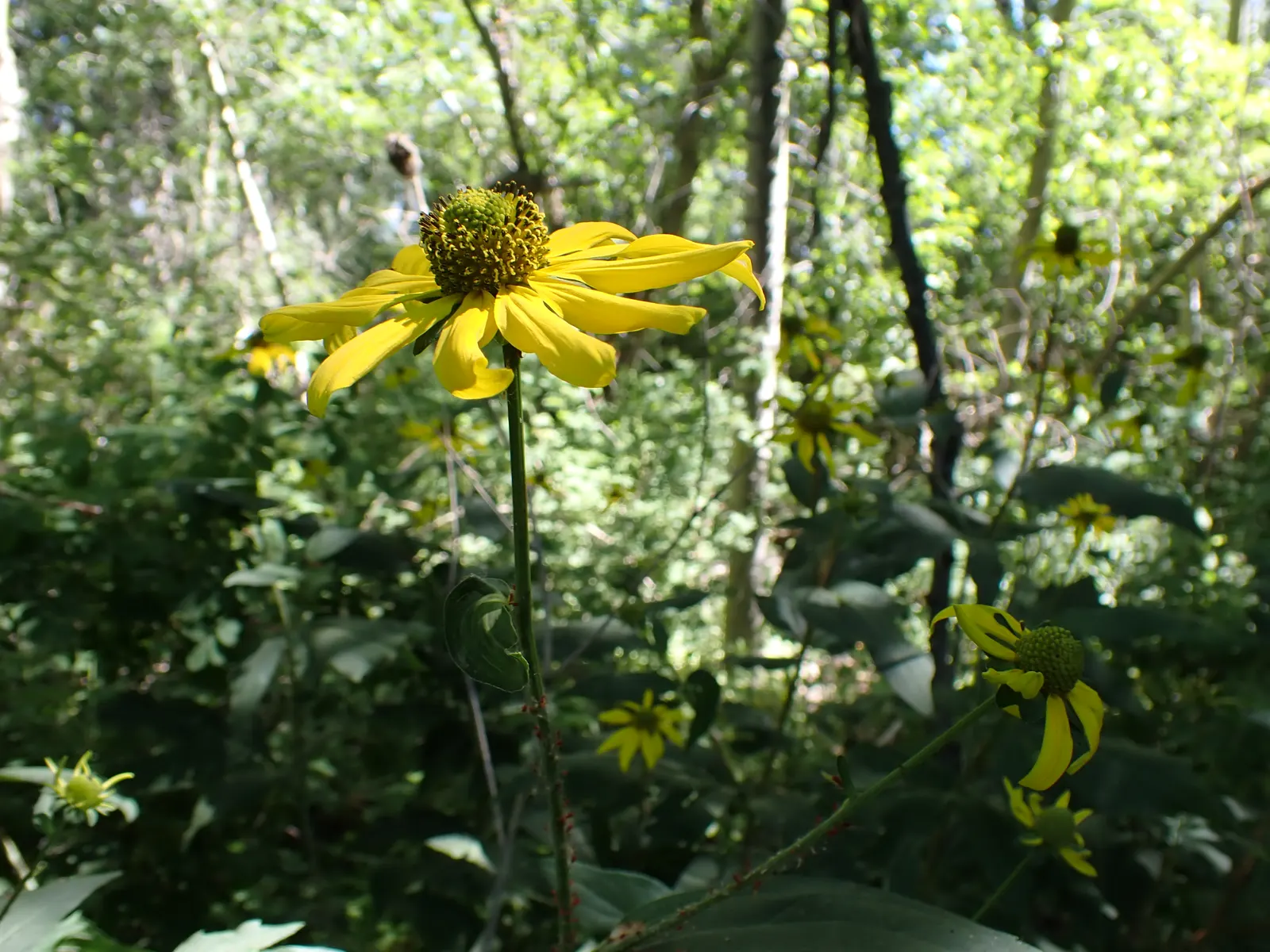 Cutleaf Coneflower (Rudbeckia Laciniata) — This species is hardy in USDA zones 3 through 9 and is notable for its adaptability and low maintenance, image 75