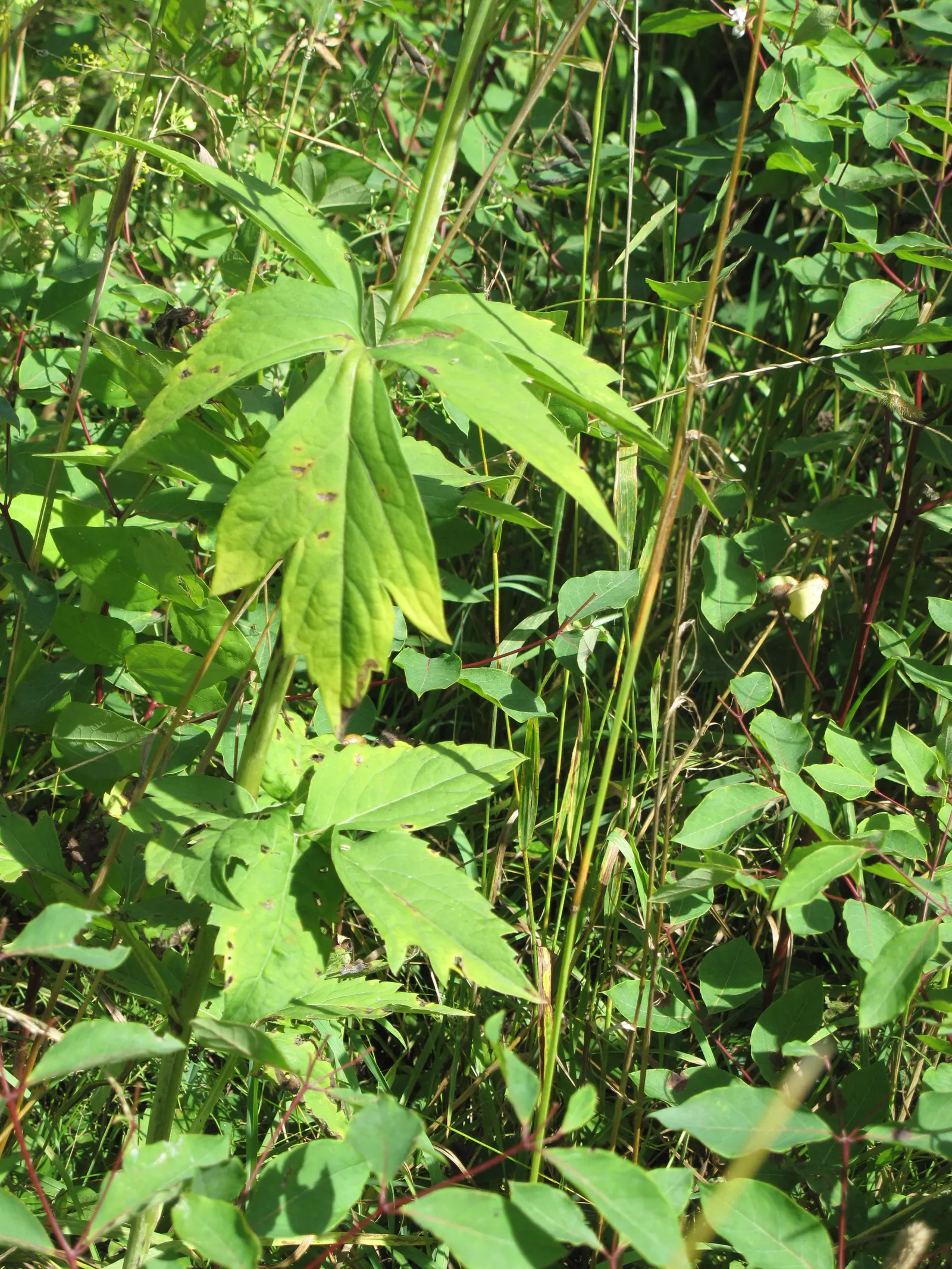 Cutleaf Coneflower (Rudbeckia Laciniata) — This species is hardy in USDA zones 3 through 9 and is notable for its adaptability and low maintenance, image 47