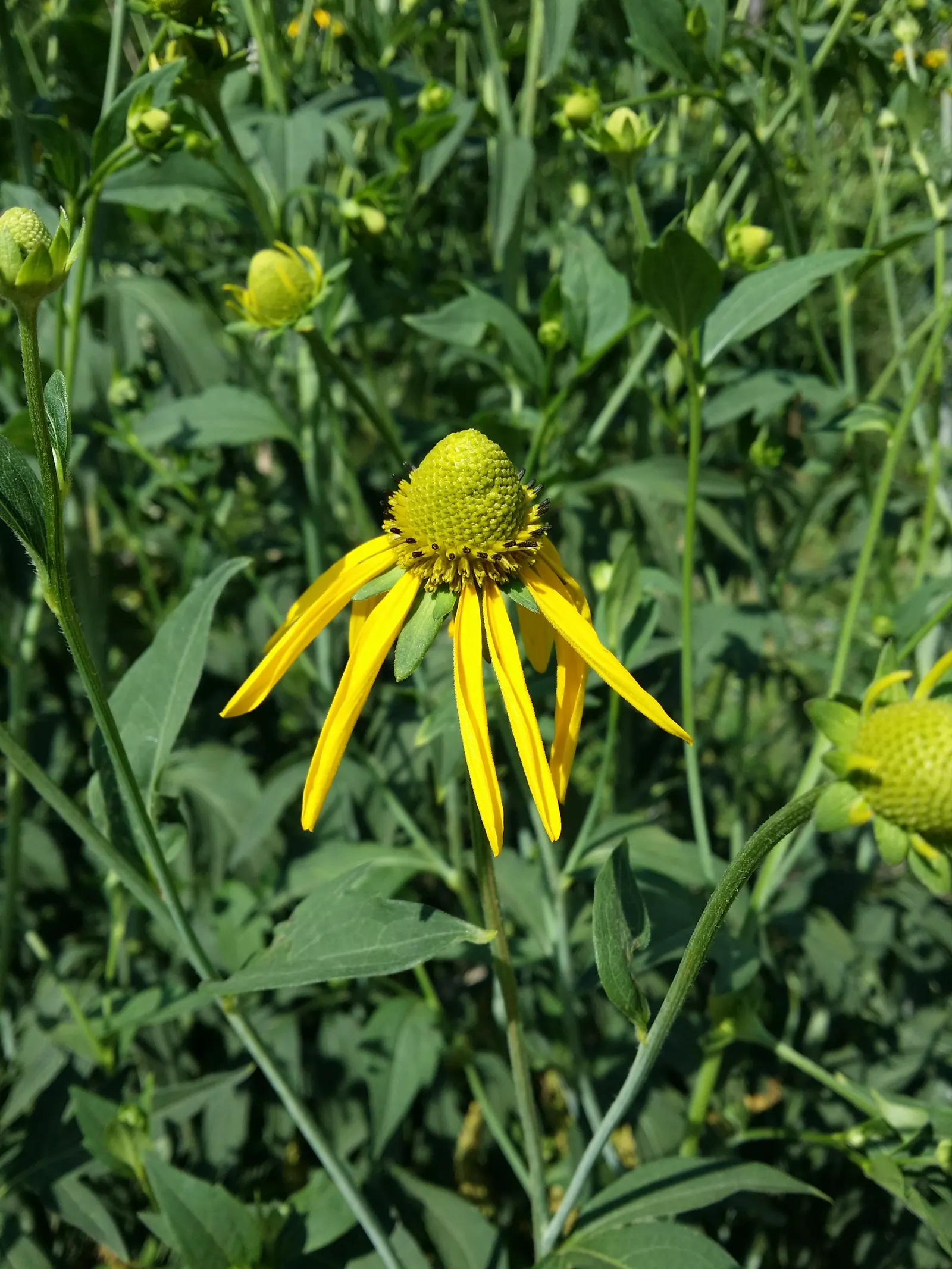 Cutleaf Coneflower (Rudbeckia Laciniata) — attracting butterflies and birds while being deer resistant; <br><br>Equipped with distinctive, image 90