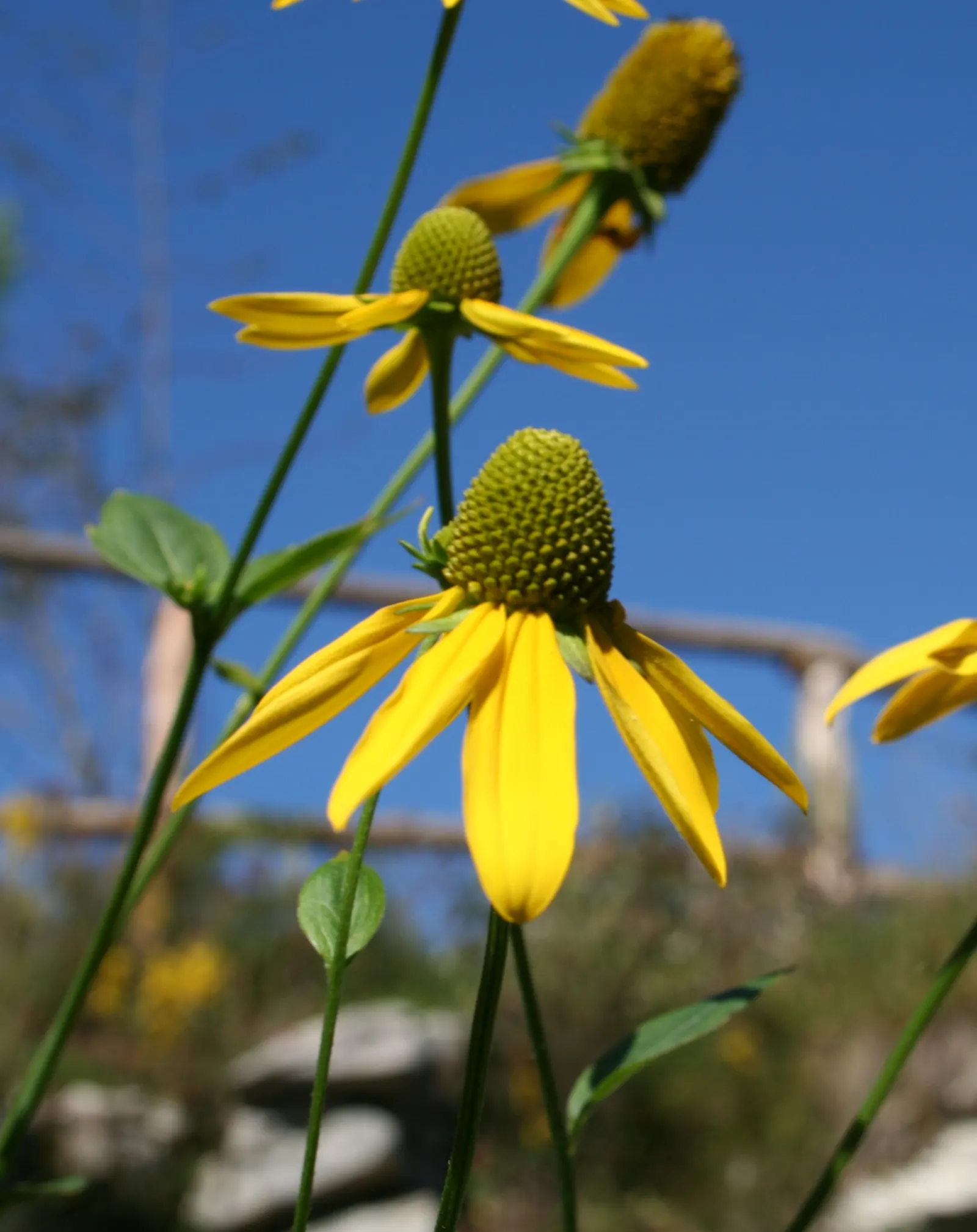 Cutleaf Coneflower (Rudbeckia Laciniata) — Rudbeckia laciniata, or Cutleaf Coneflower, displays striking yellow petals surrounding a prominent, image 57