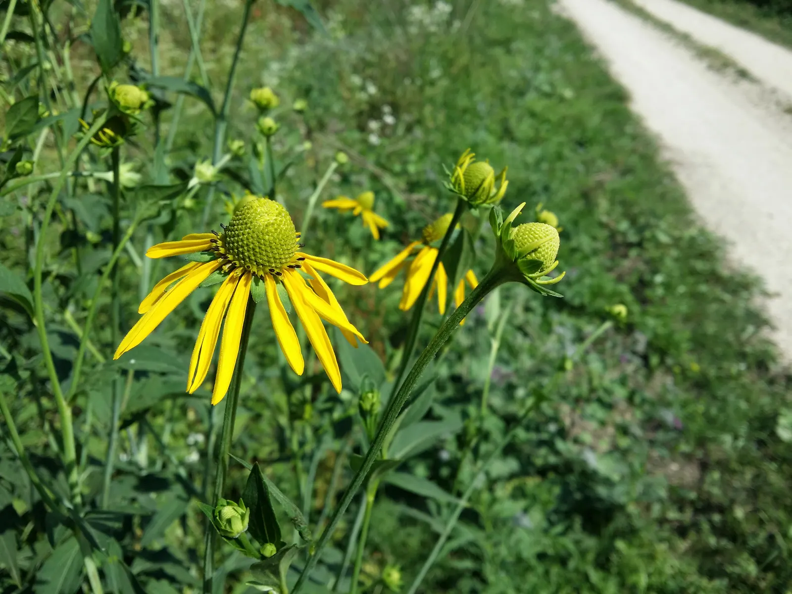 Cutleaf Coneflower (Rudbeckia Laciniata) — and division of the plant every 3-4 years can help maintain its vigor; <br><br>Equipped with distinctive