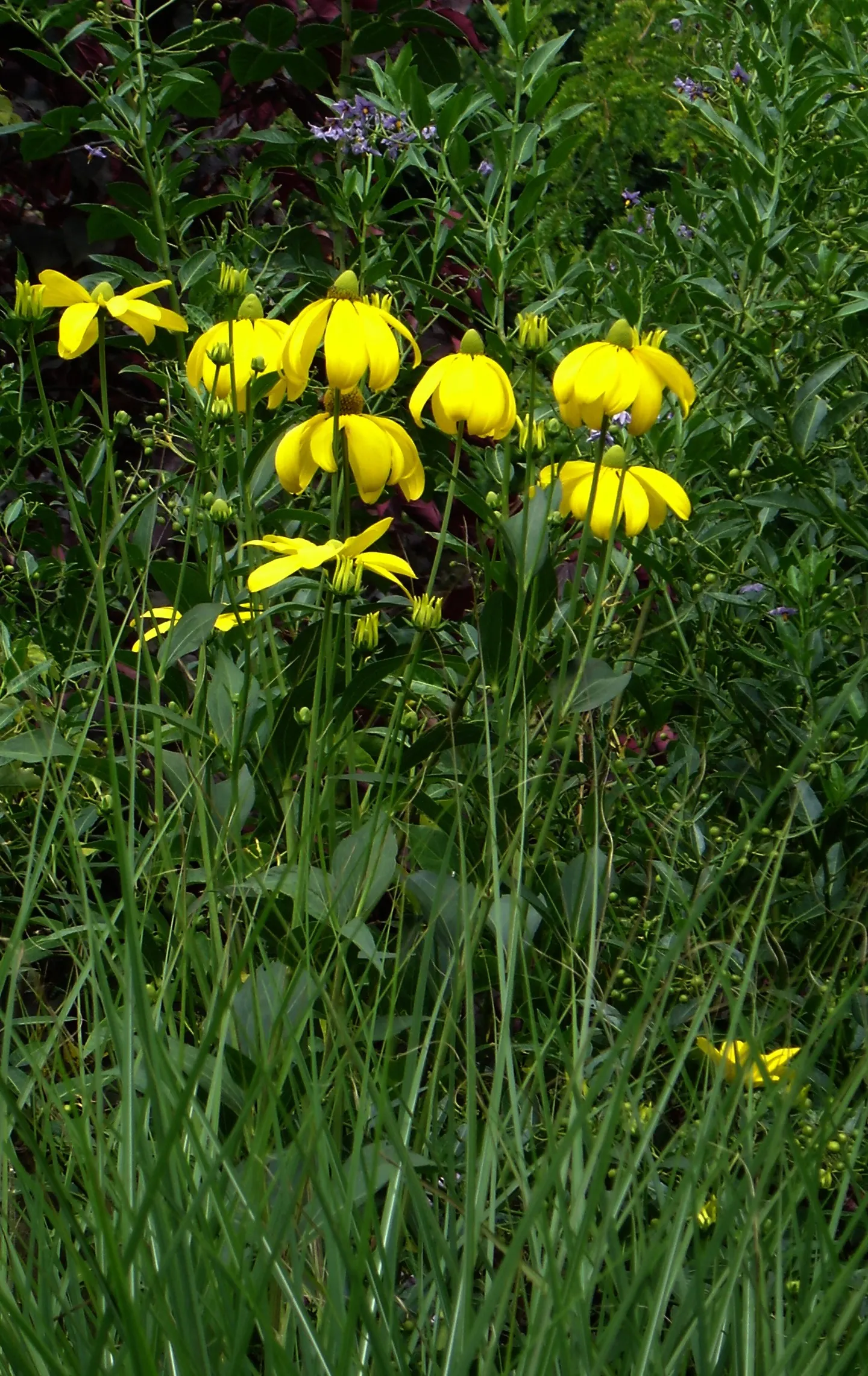 Cutleaf Coneflower (Rudbeckia Laciniata) — This robust perennial reaches an impressive height of 6 to 8 feet and spreads approximately 3 to 4 feet, image 65