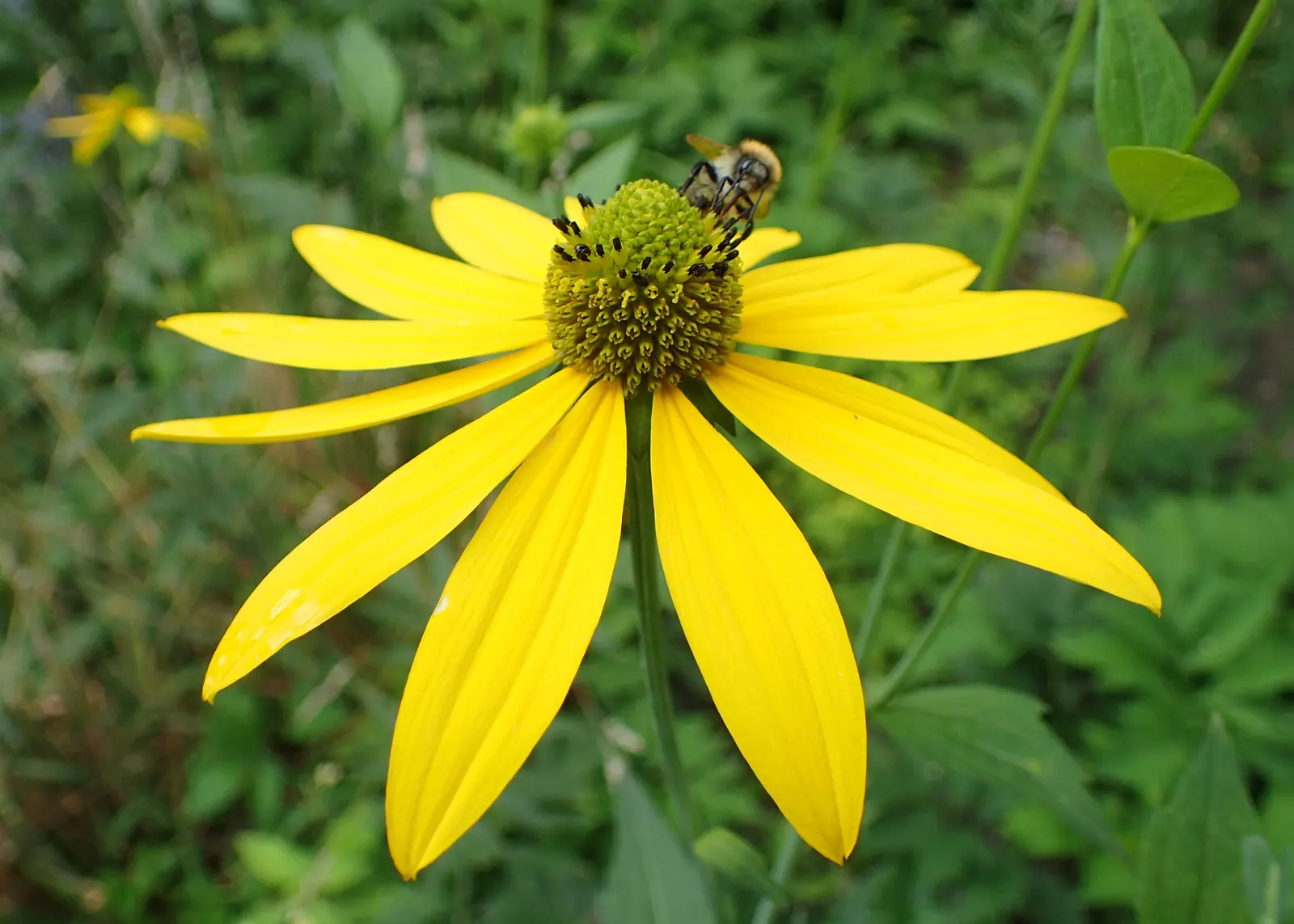 Cutleaf Coneflower (Rudbeckia Laciniata) — When incorporating the Cutleaf Coneflower into a design; rudbeckia laciniata requires full sun to, image 79