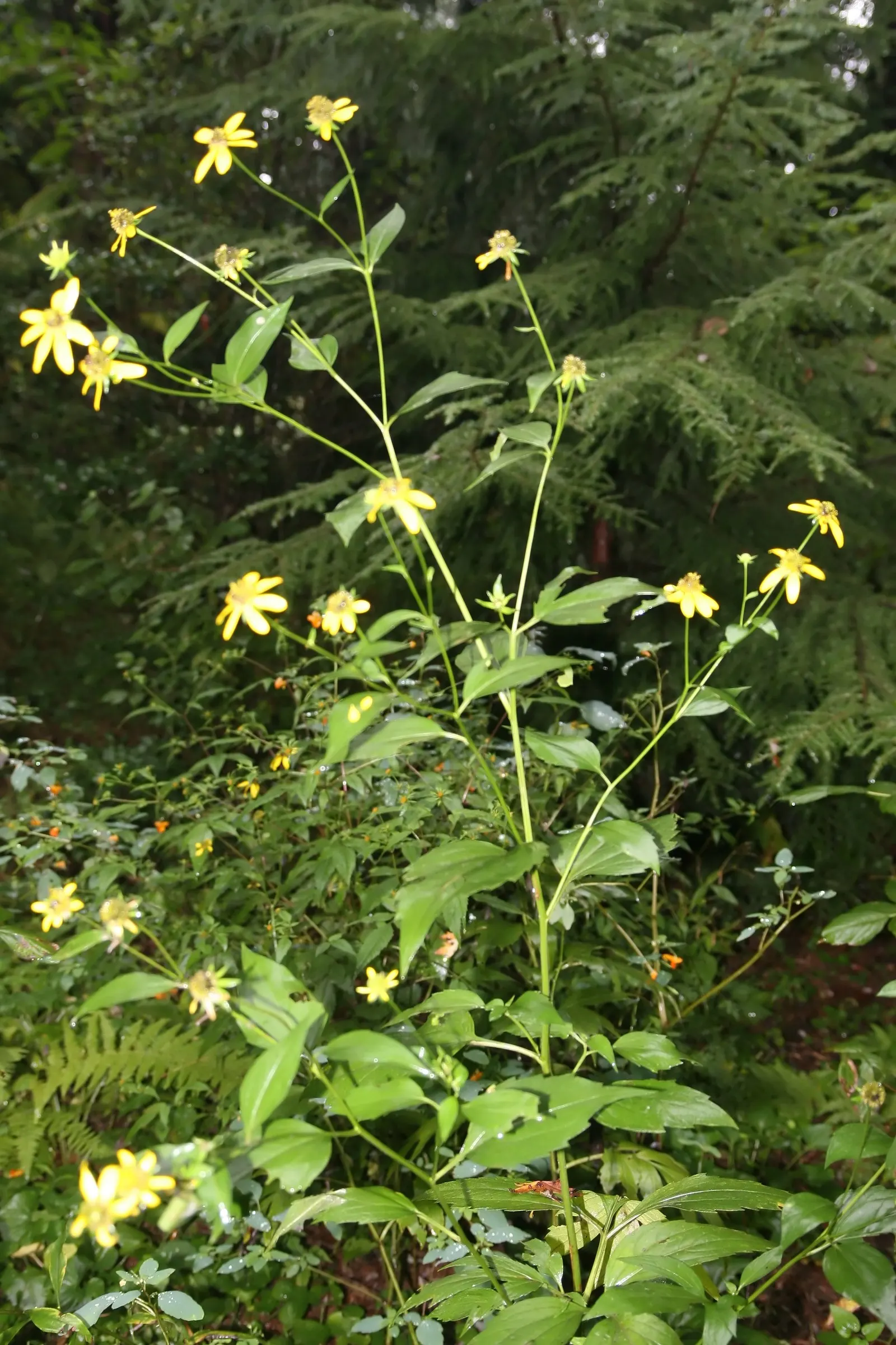 Cutleaf Coneflower (Rudbeckia Laciniata) — Ideal for pollinator gardens or wildflower borders; and pair with other native perennials for a dynamic and