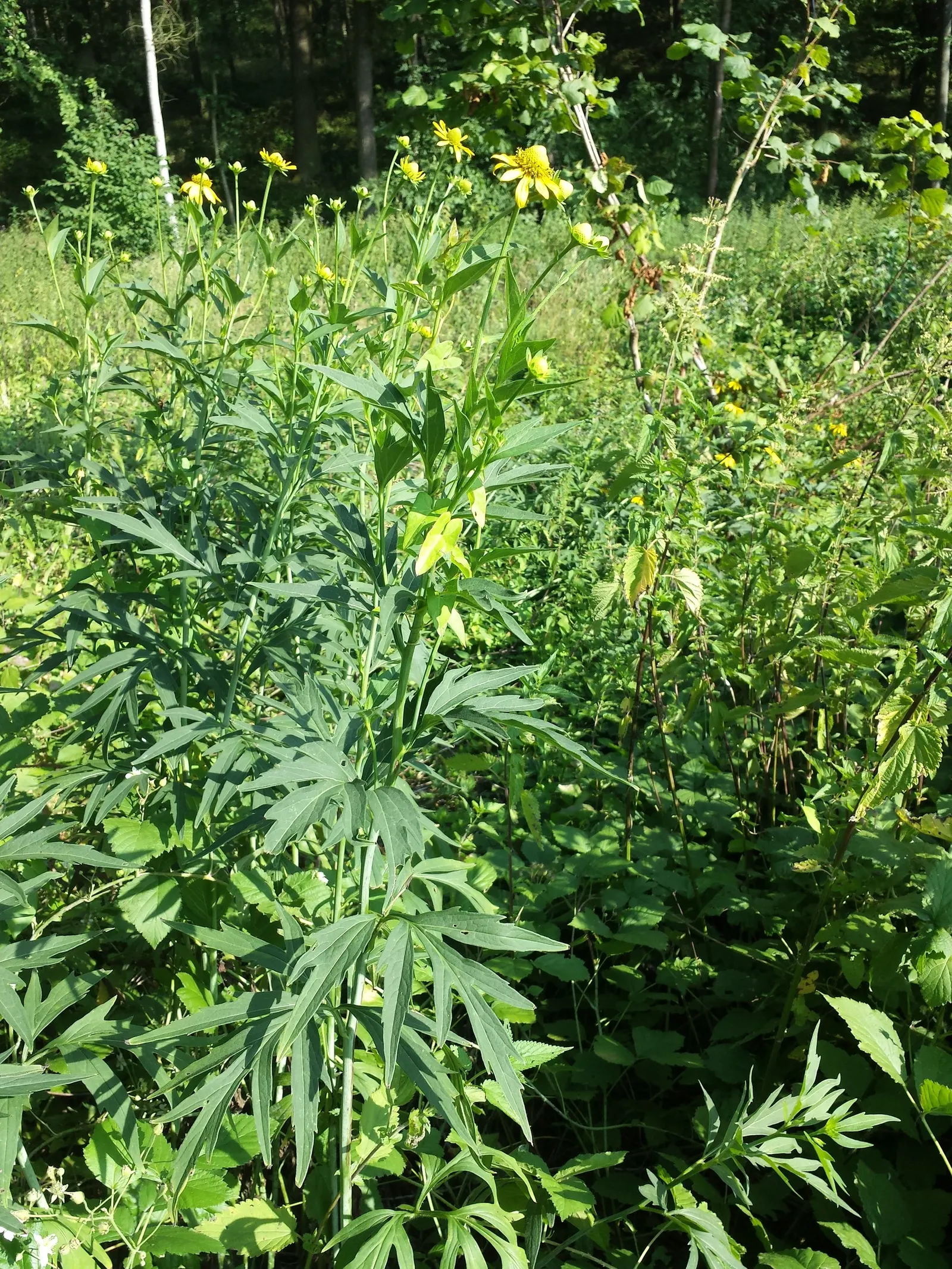 Cutleaf Coneflower (Rudbeckia Laciniata) — consider its height and spread; and pair with other native perennials for a dynamic and sustainable composition