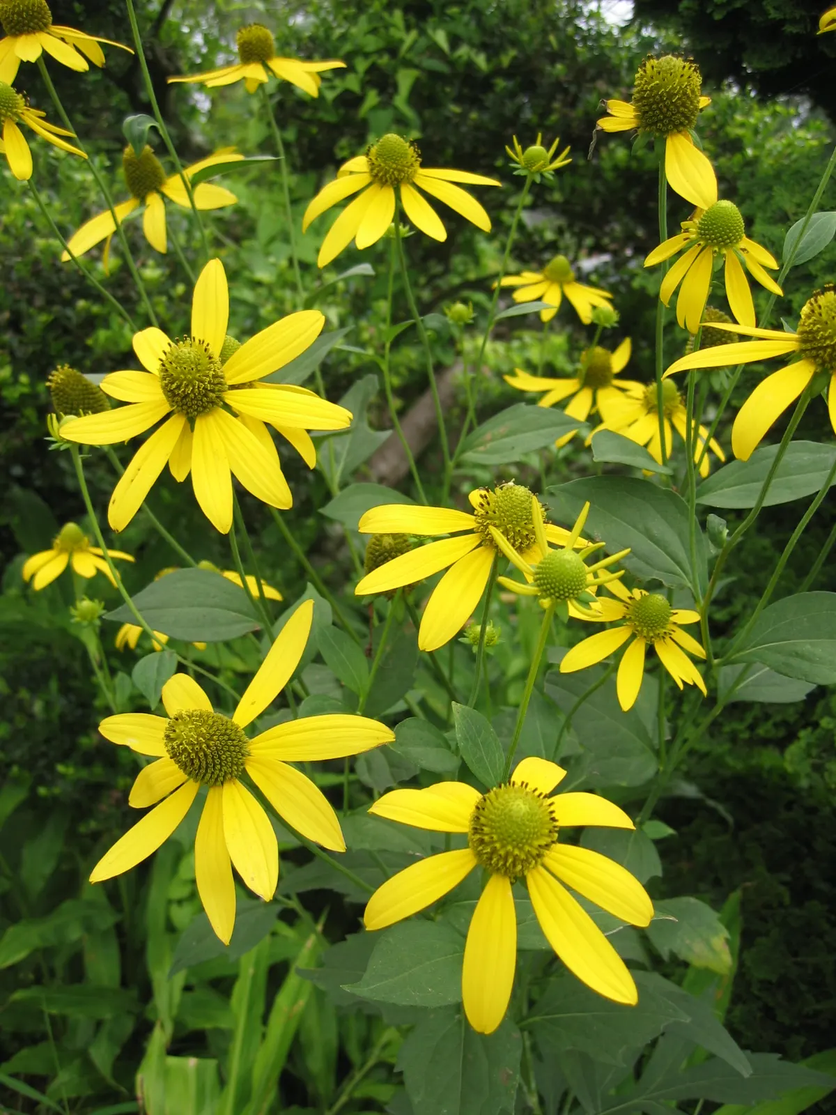 Cutleaf Coneflower (Rudbeckia Laciniata) — Regular deadheading promotes continued flowering; rudbeckia laciniata requires full sun to partial shade and thrives