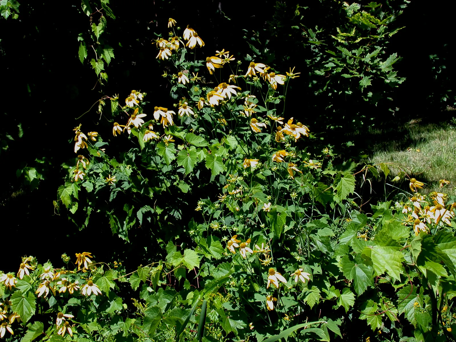 Cutleaf Coneflower (Rudbeckia Laciniata) — Rudbeckia laciniata, or Cutleaf Coneflower, displays striking yellow petals surrounding a prominent, image 85