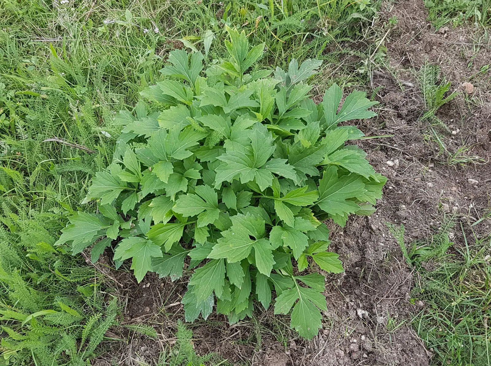 Cutleaf Coneflower (Rudbeckia Laciniata) — A herbaceous perennial, it reaches 3-9 feet in height and 2-4 feet in spread; <br><br>Equipped with, image 86
