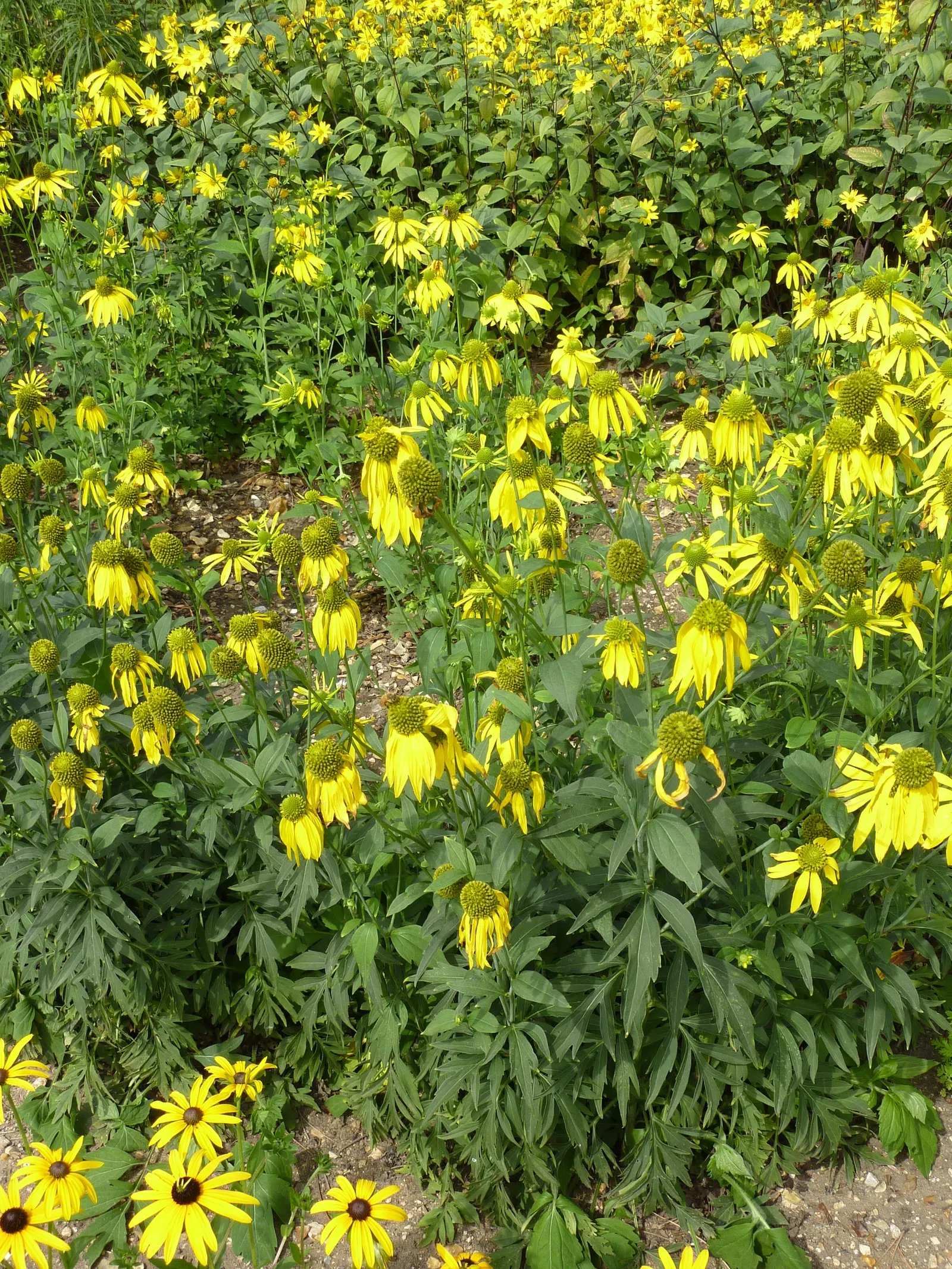 Cutleaf Coneflower (Rudbeckia Laciniata) — this plant blooms from July to September