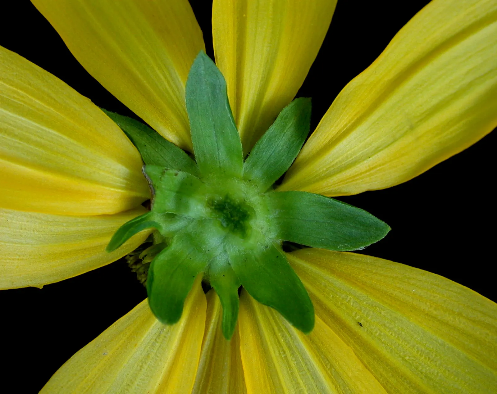 Cutleaf Coneflower (Rudbeckia Laciniata) — attracting butterflies and birds while being deer resistant