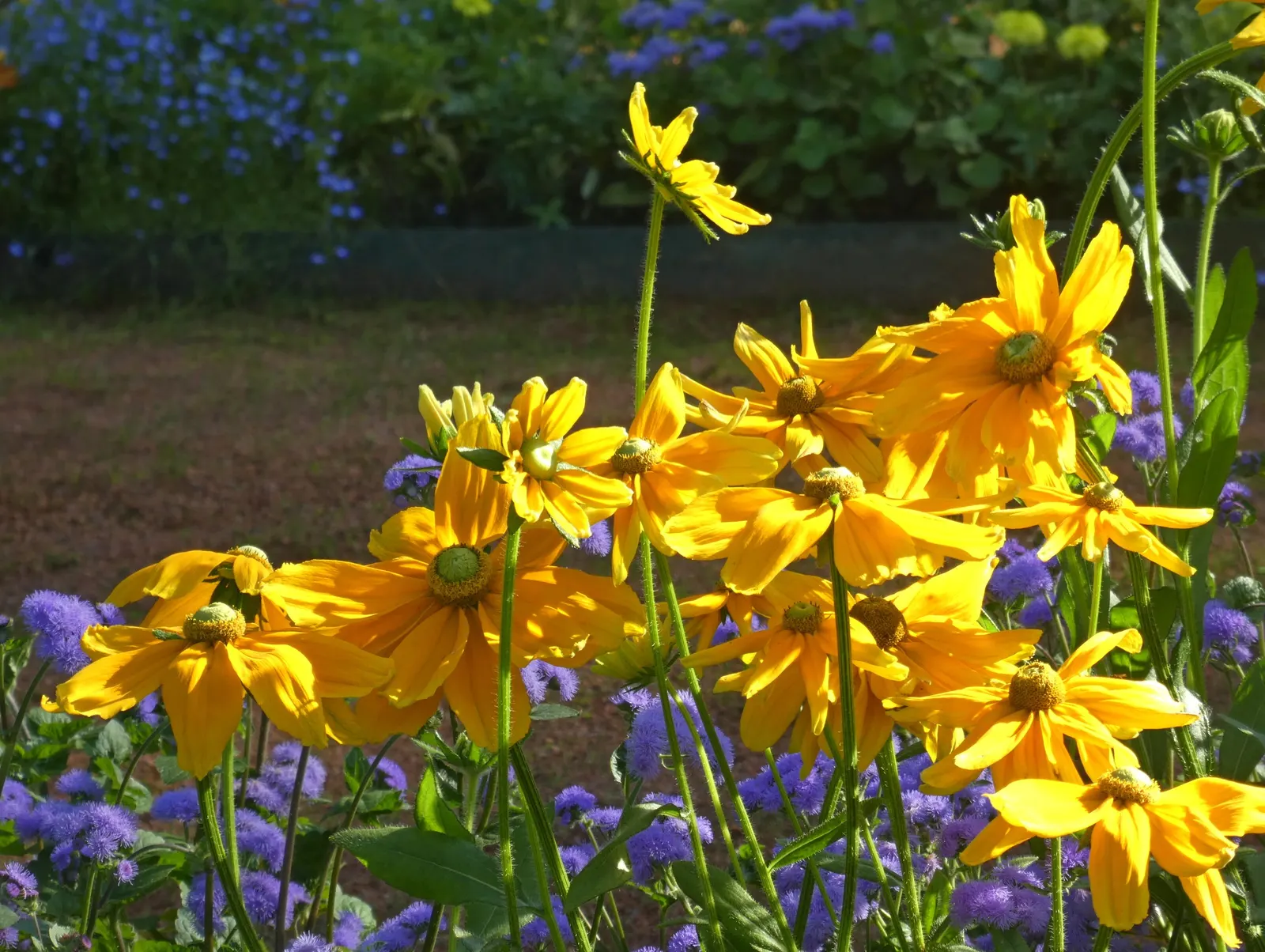 Cutleaf Coneflower (Rudbeckia Laciniata) — the Cutleaf Coneflower features bright; and pair with other native perennials for a dynamic and, image 68