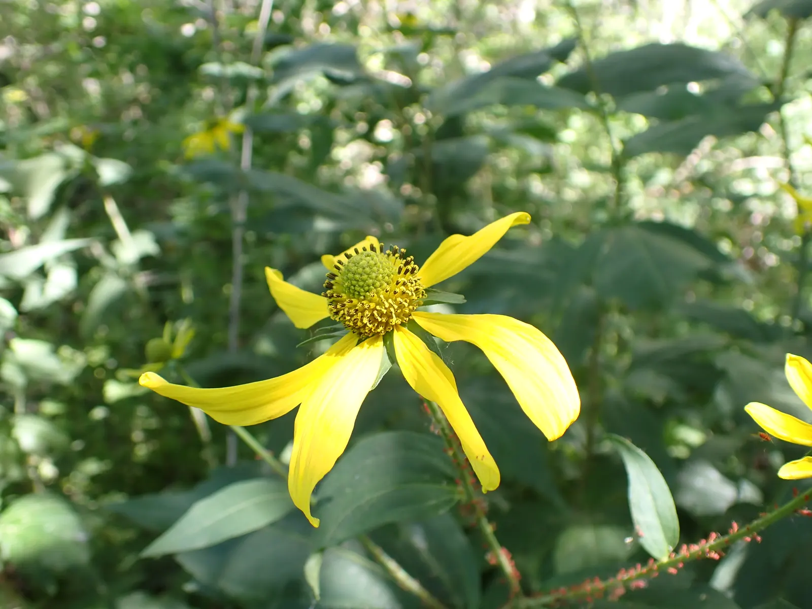 Cutleaf Coneflower (Rudbeckia Laciniata) — the Cutleaf Coneflower features bright; and pair with other native perennials for a dynamic and sustainable