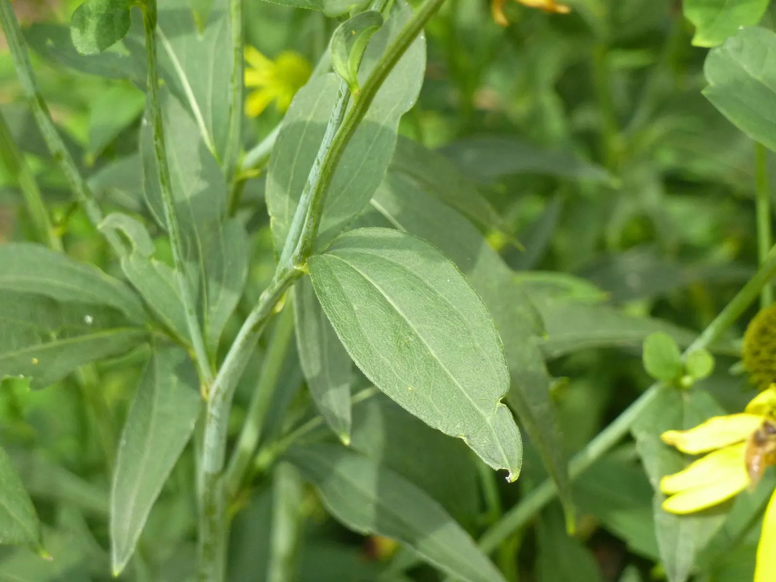 Cutleaf Coneflower (Rudbeckia Laciniata) — Suited for USDA zones 3-9, it thrives in full sun to light shade and moist soil