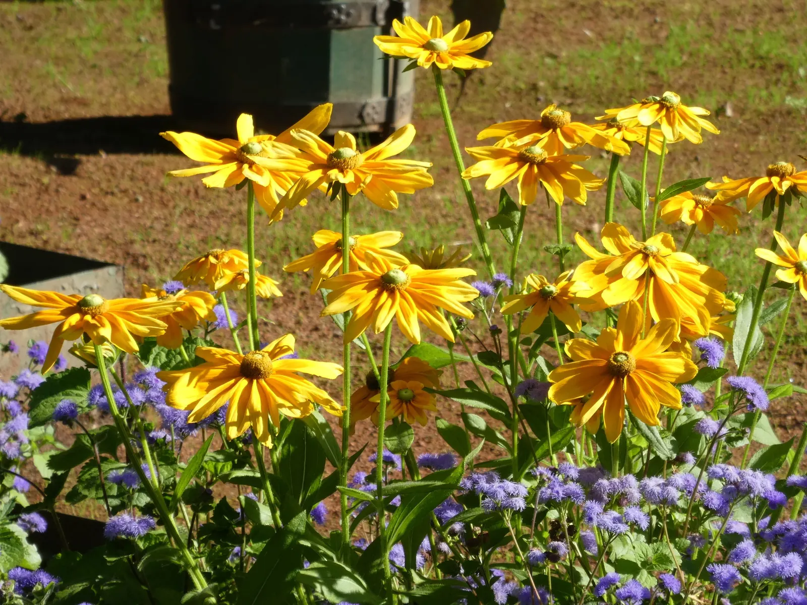 Cutleaf Coneflower (Rudbeckia Laciniata) — This robust perennial reaches an impressive height of 6 to 8 feet and spreads approximately 3 to 4 feet wide