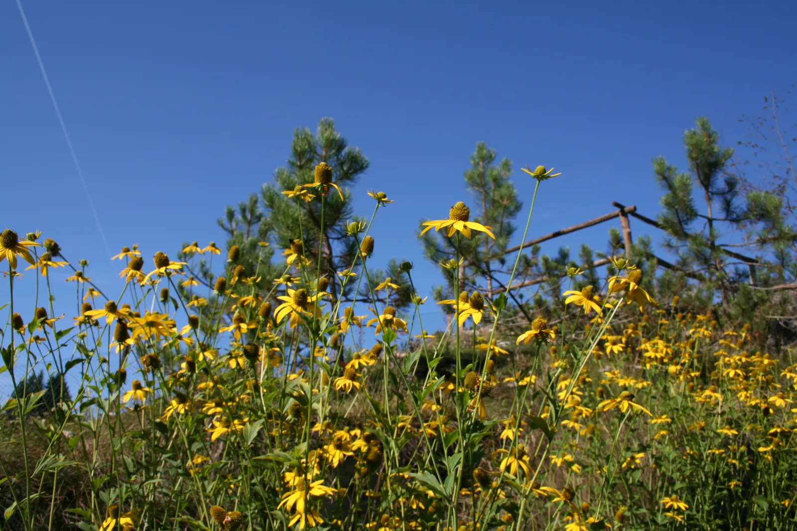 Cutleaf Coneflower (Rudbeckia Laciniata) — attracting butterflies and birds while being deer resistant; <br><br>Equipped with distinctive, image 62