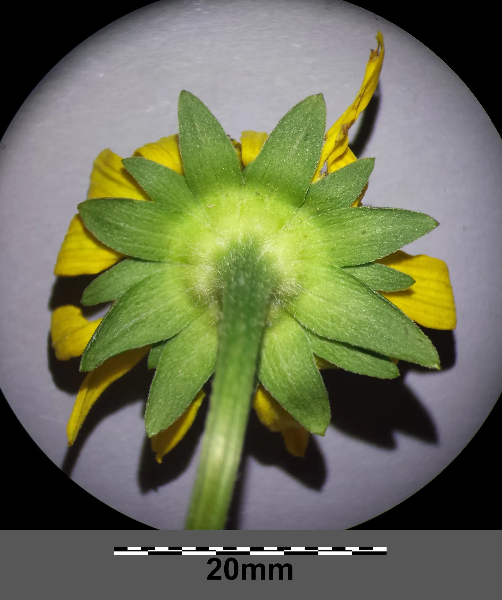 Cutleaf Coneflower (Rudbeckia Laciniata) — <br><br>Equipped with distinctive