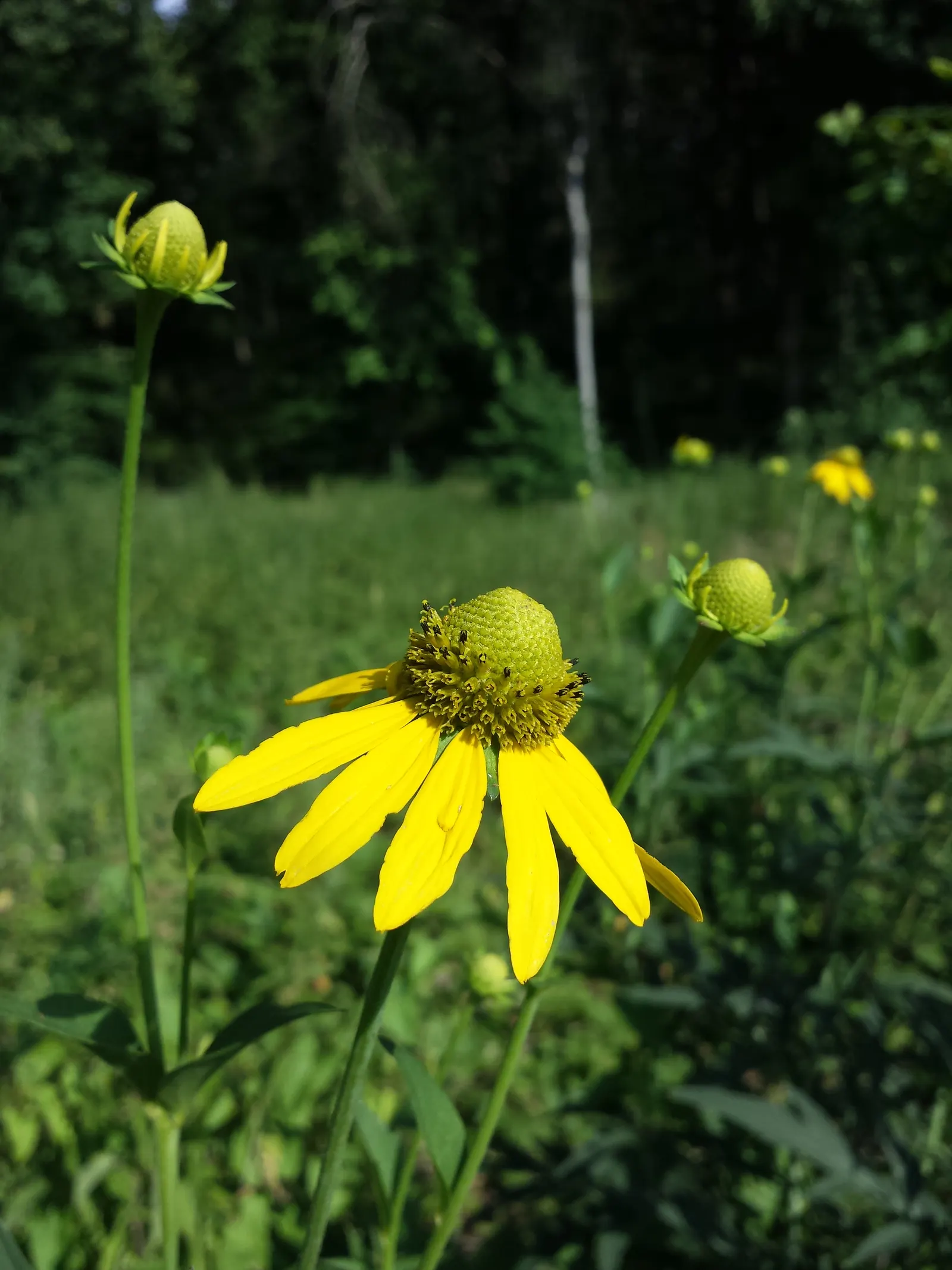 Cutleaf Coneflower (Rudbeckia Laciniata) — Regular deadheading promotes continued flowering