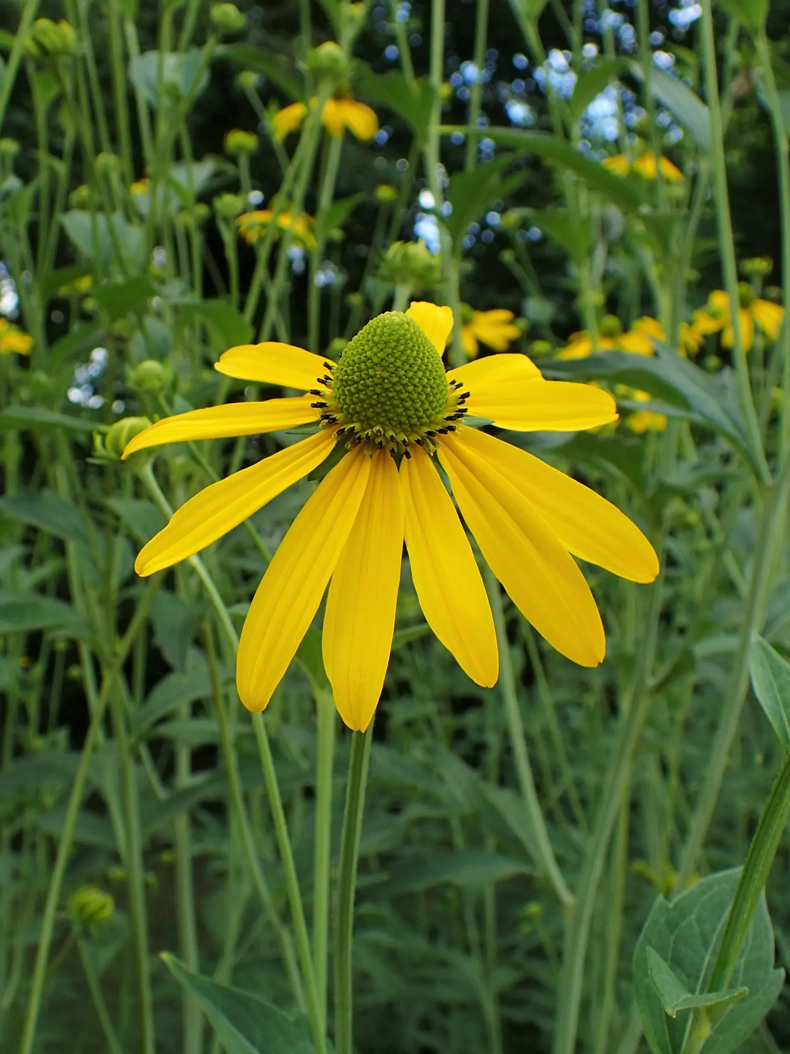 Cutleaf Coneflower (Rudbeckia Laciniata) — attracting butterflies and birds while being deer resistant; <br><br>Equipped with distinctive