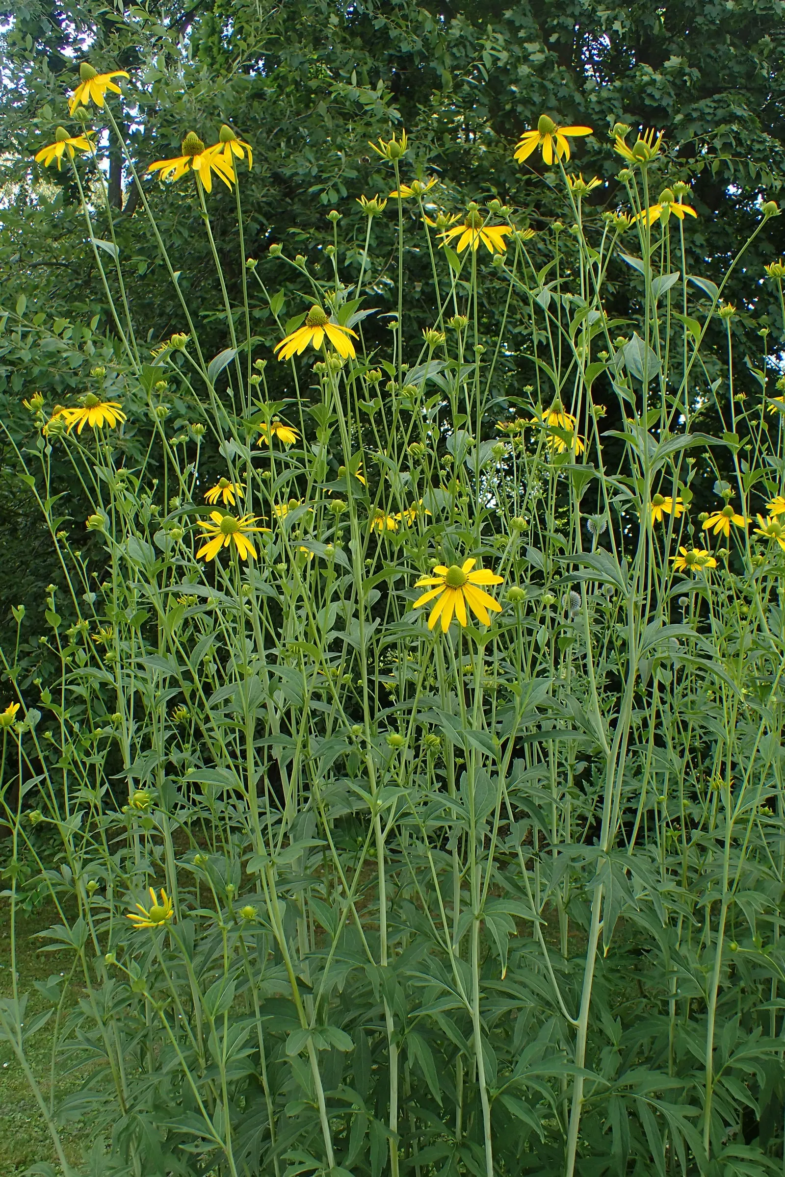 Cutleaf Coneflower (Rudbeckia Laciniata) — Rudbeckia laciniata, or Cutleaf Coneflower, displays striking yellow petals surrounding a prominent green cone