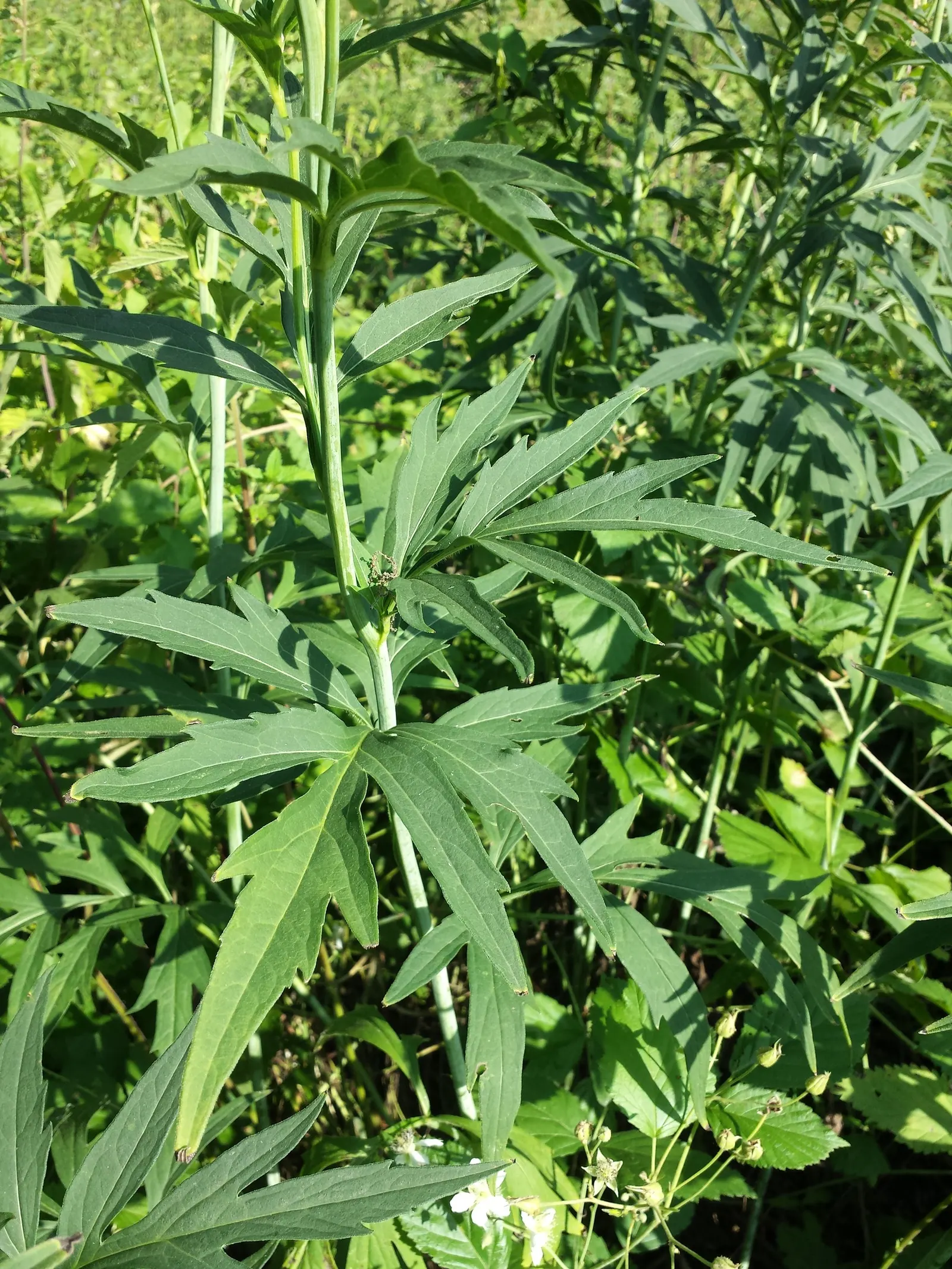 Cutleaf Coneflower (Rudbeckia Laciniata) — offers a bold and striking presence in any landscape design with its verdant foliage and cheerful