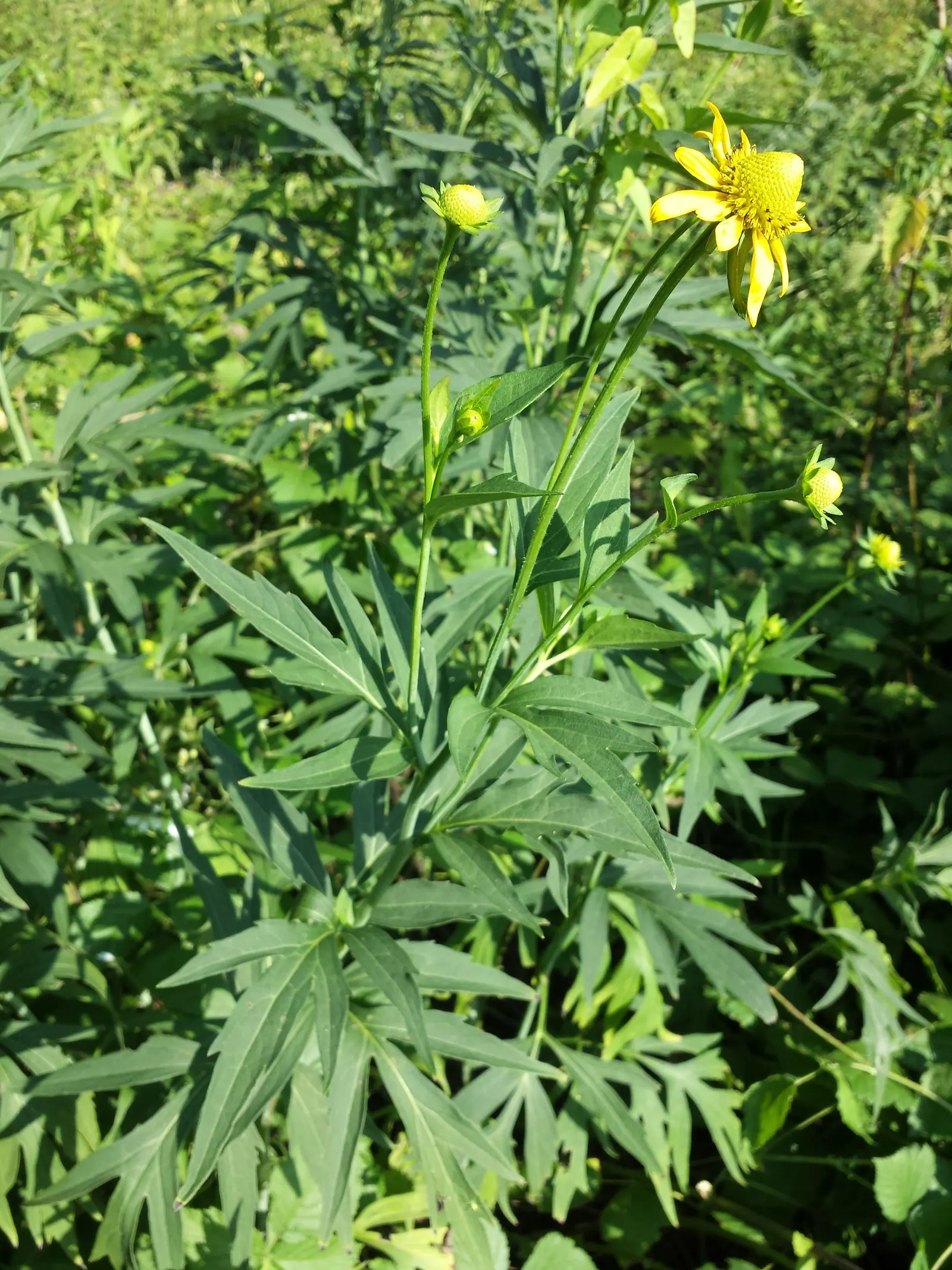 Cutleaf Coneflower (Rudbeckia Laciniata) — A herbaceous perennial, it reaches 3-9 feet in height and 2-4 feet in spread; <br><br>Equipped with, image 58