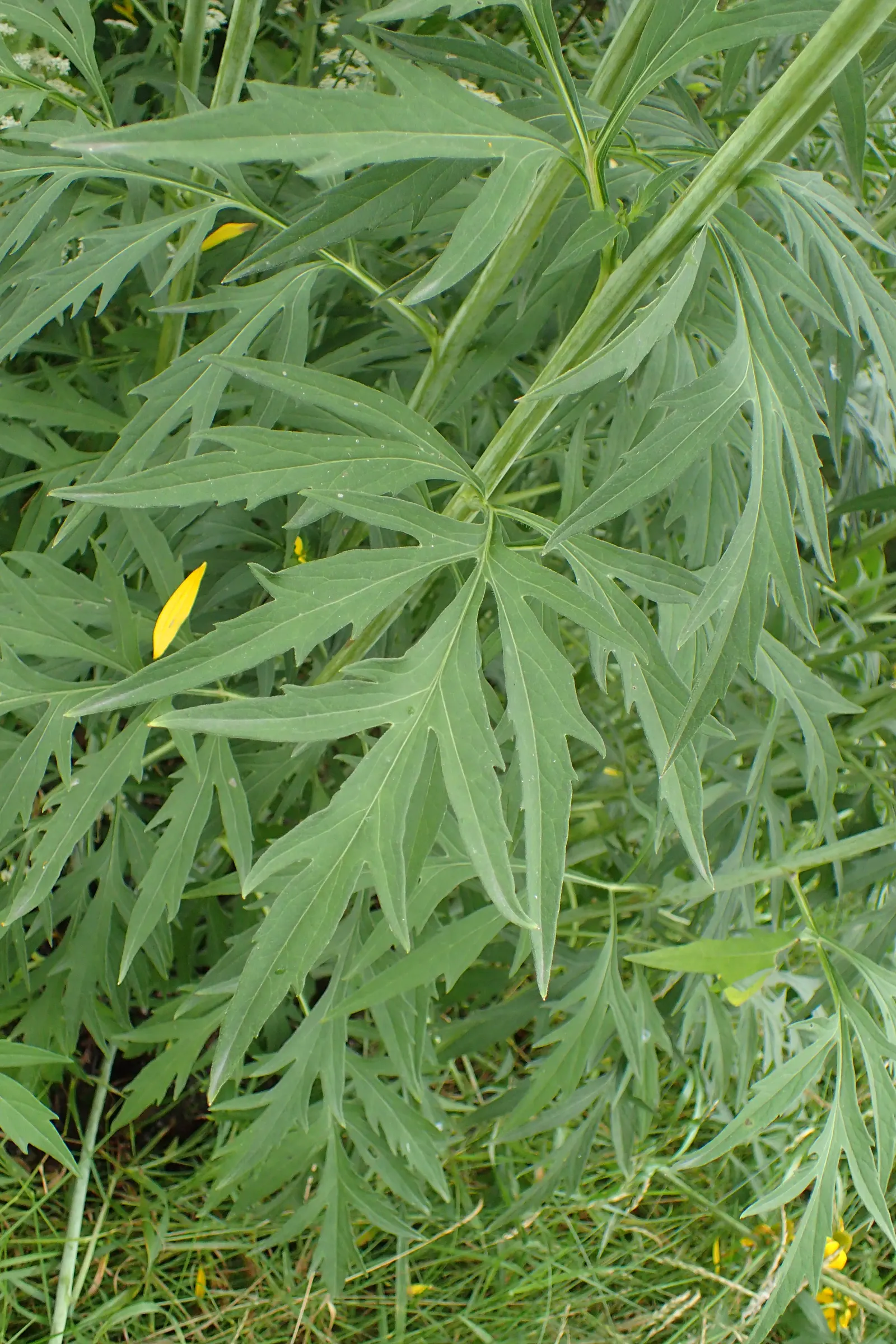 Cutleaf Coneflower (Rudbeckia Laciniata) — A herbaceous perennial, it reaches 3-9 feet in height and 2-4 feet in spread