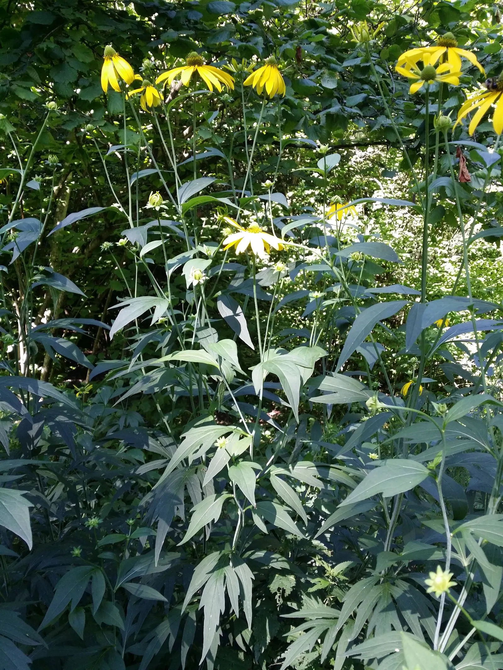 Cutleaf Coneflower (Rudbeckia Laciniata) — offers a bold and striking presence in any landscape design with its verdant foliage and cheerful; and, image 64