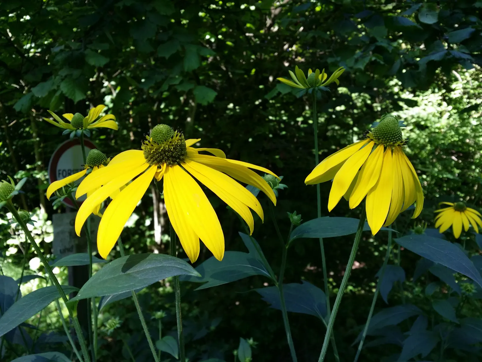 Cutleaf Coneflower (Rudbeckia Laciniata) — and pair with other native perennials for a dynamic and sustainable composition; ideal for pollinator, image 81