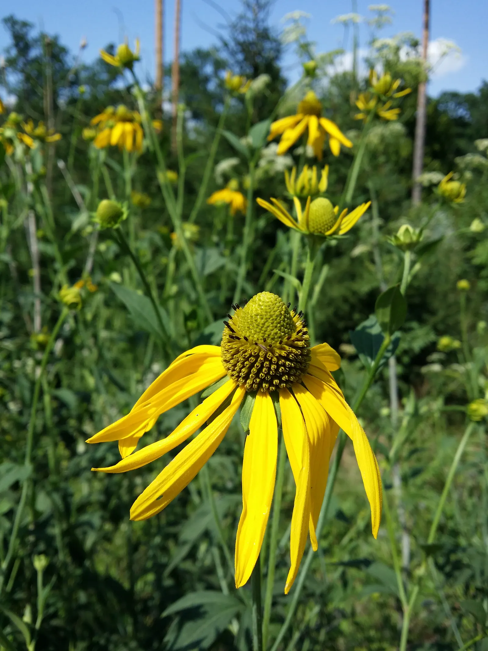 Cutleaf Coneflower (Rudbeckia Laciniata) — Rudbeckia laciniata requires full sun to partial shade and thrives in moderately fertile, image 74
