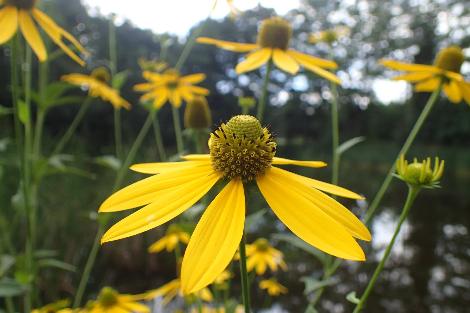 Cutleaf Coneflower (Rudbeckia Laciniata) — Suited for USDA zones 3-9, it thrives in full sun to light shade and moist soil; rudbeckia laciniata requires full