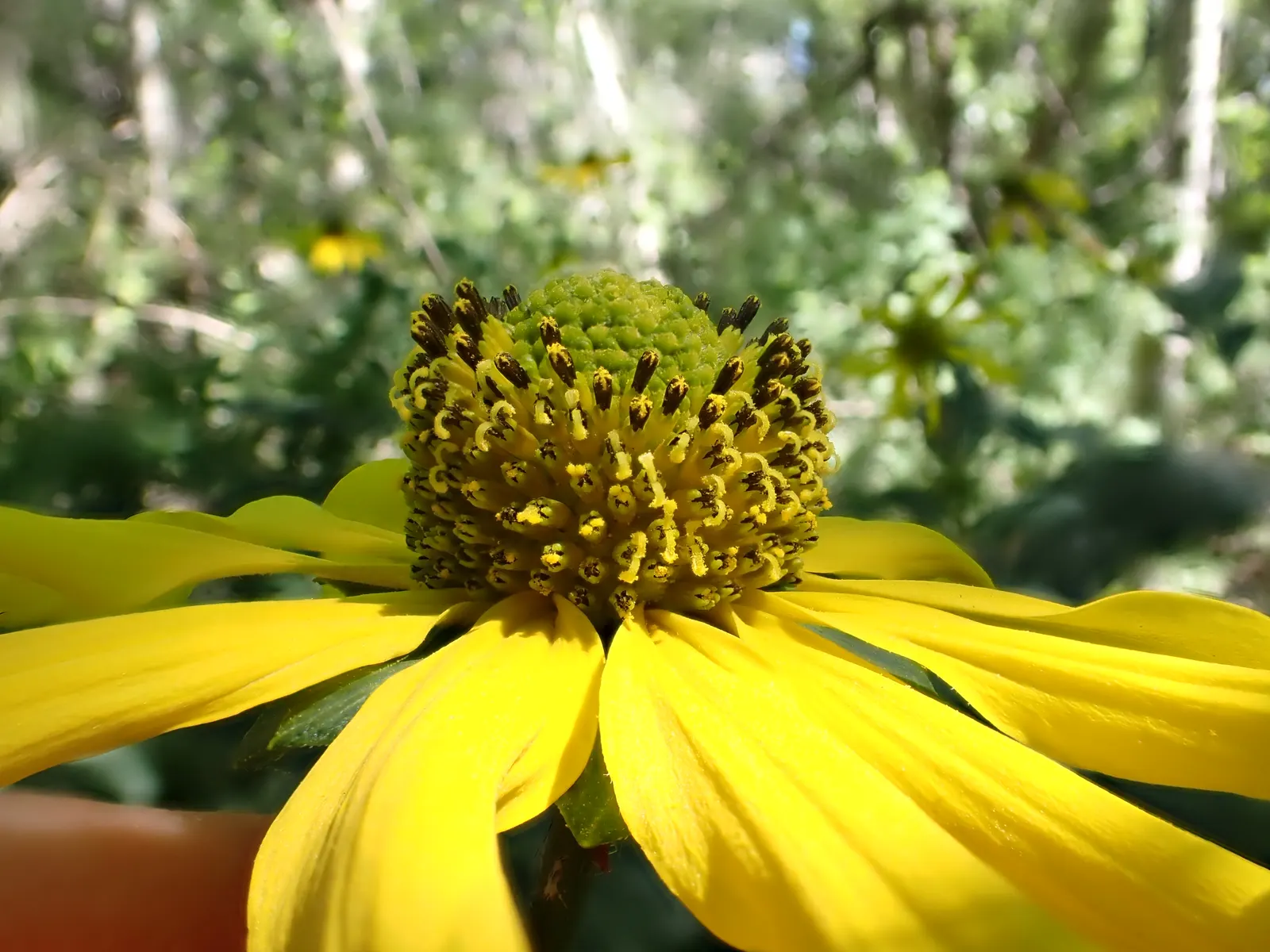 Cutleaf Coneflower (Rudbeckia Laciniata) — perennial with yellow blooms; rudbeckia laciniata requires full sun to partial shade and thrives in moderately