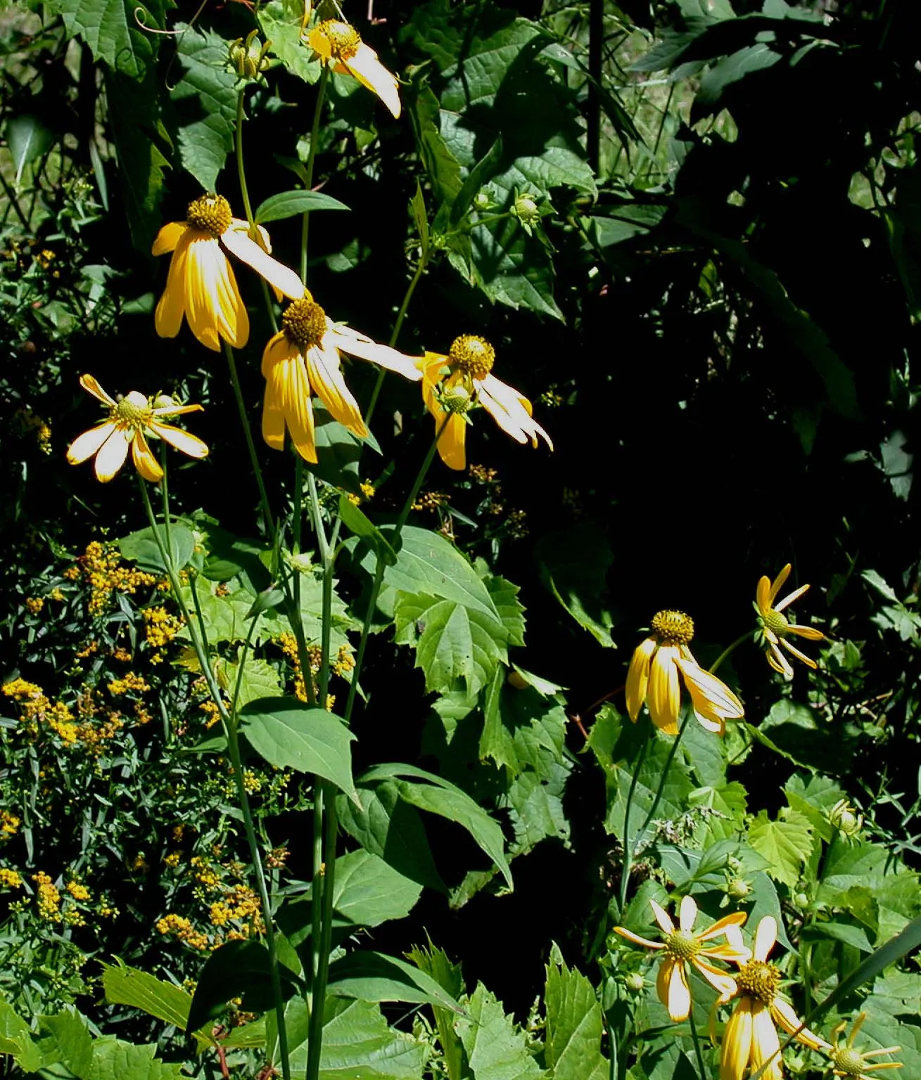 Cutleaf Coneflower (Rudbeckia Laciniata) — providing an excellent backdrop for borders or as a focal point in a naturalistic garden setting
