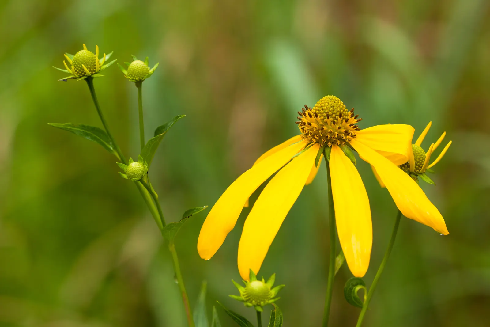 Cutleaf Coneflower (Rudbeckia Laciniata) — perennial for full