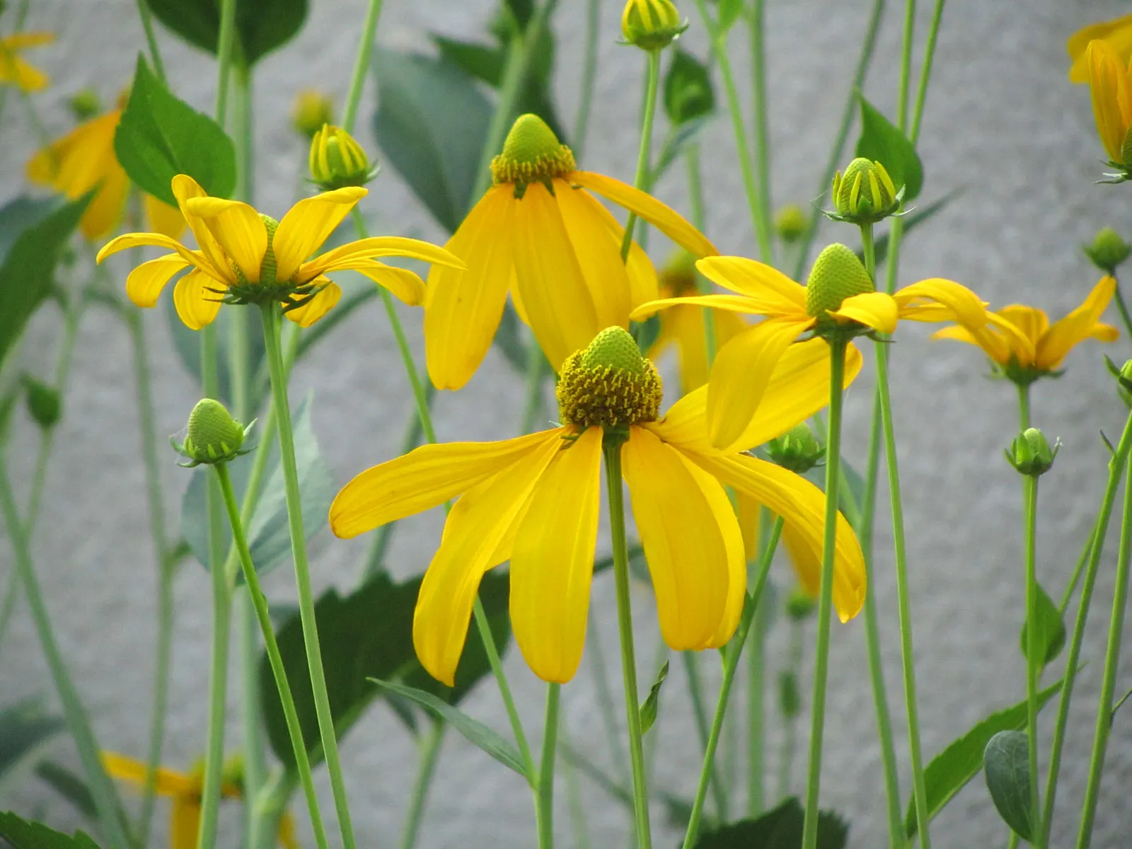 Cutleaf Coneflower (Rudbeckia Laciniata) — <br><br>Equipped with distinctive; rudbeckia laciniata requires full sun to partial shade and thrives in, image 67