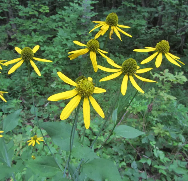 Cutleaf Coneflower (Rudbeckia Laciniata) — perennial for full; and pair with other native perennials for a dynamic and sustainable composition, image 84