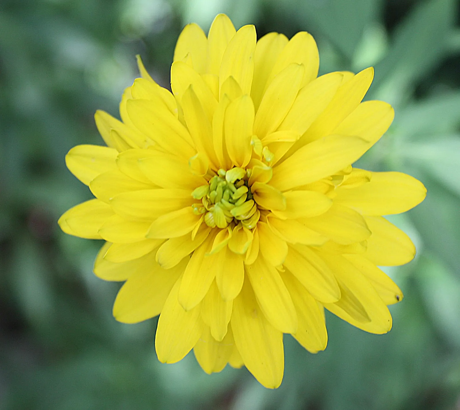 Cutleaf Coneflower (Rudbeckia Laciniata) — yellow flowers in the garden