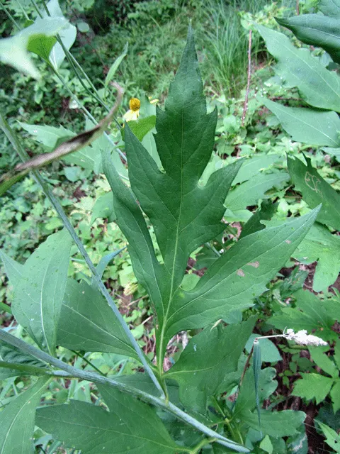 Cutleaf Coneflower (Rudbeckia Laciniata) — Rudbeckia laciniata requires full sun to partial shade and thrives in moderately fertile; <br><br>Equipped with