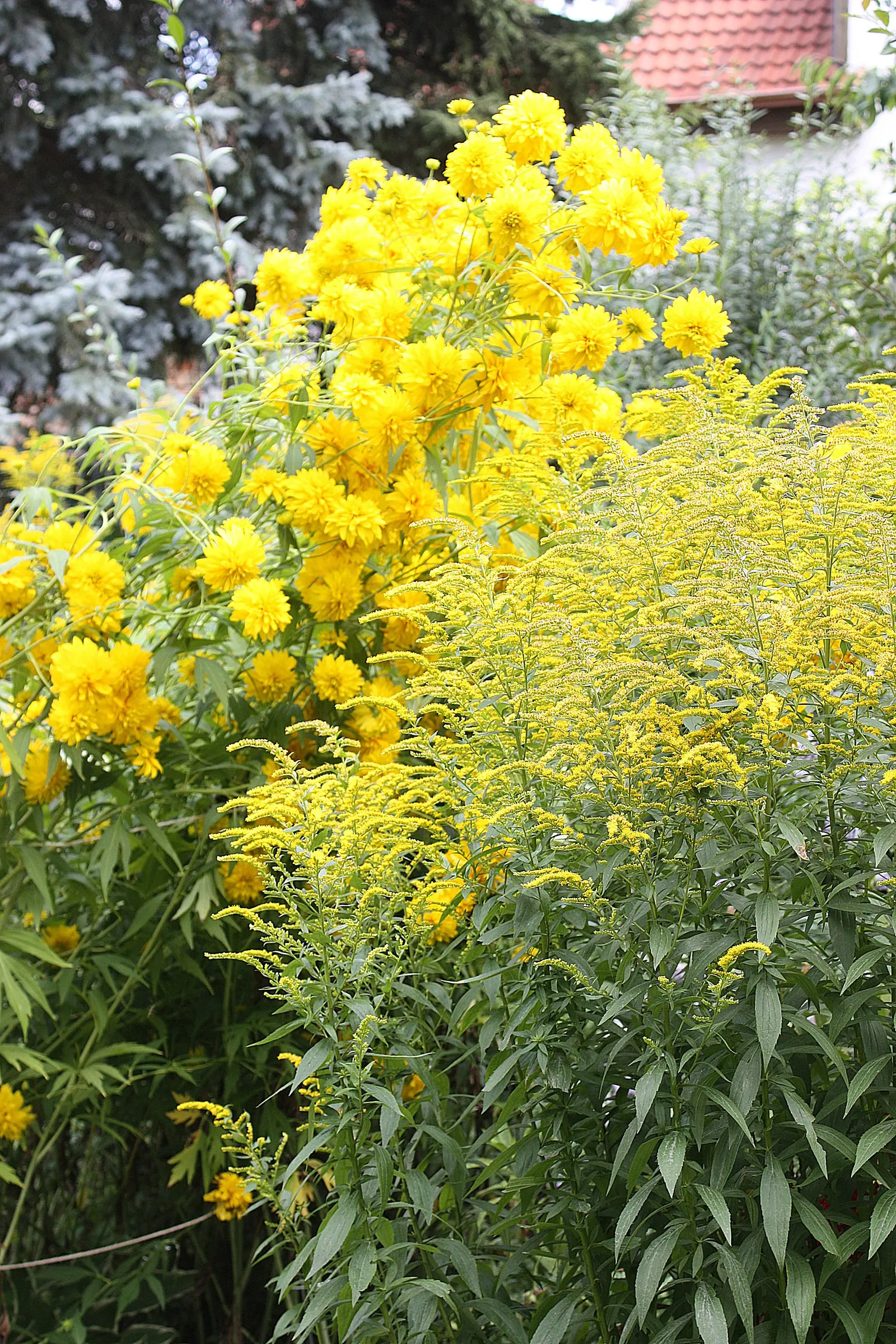 Cutleaf Coneflower (Rudbeckia Laciniata) — greenish-yellow central cone; <br><br>Equipped with distinctive