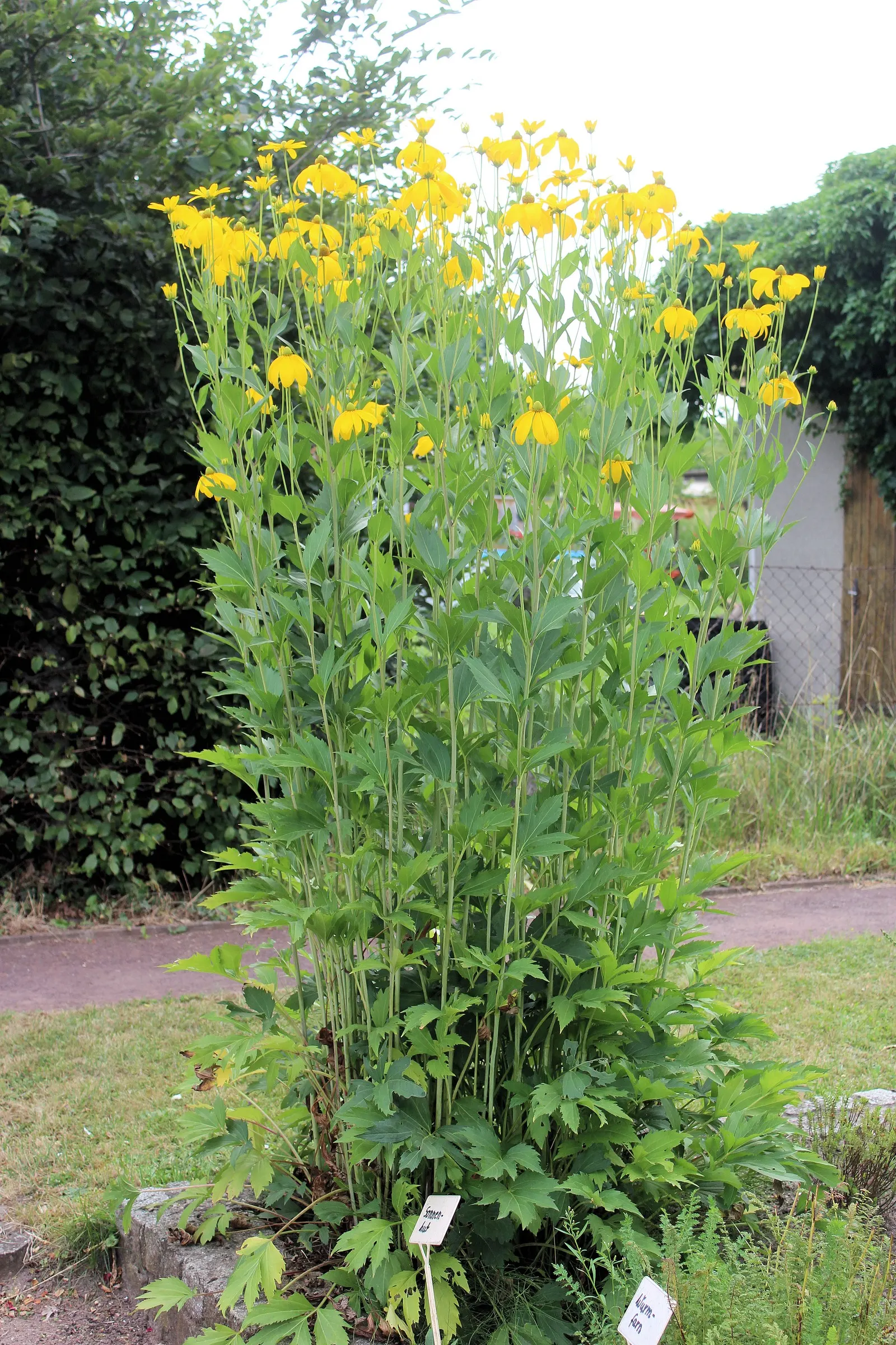 Cutleaf Coneflower (Rudbeckia Laciniata) — perennial with yellow blooms; rudbeckia laciniata requires full sun to partial shade and thrives in, image 83