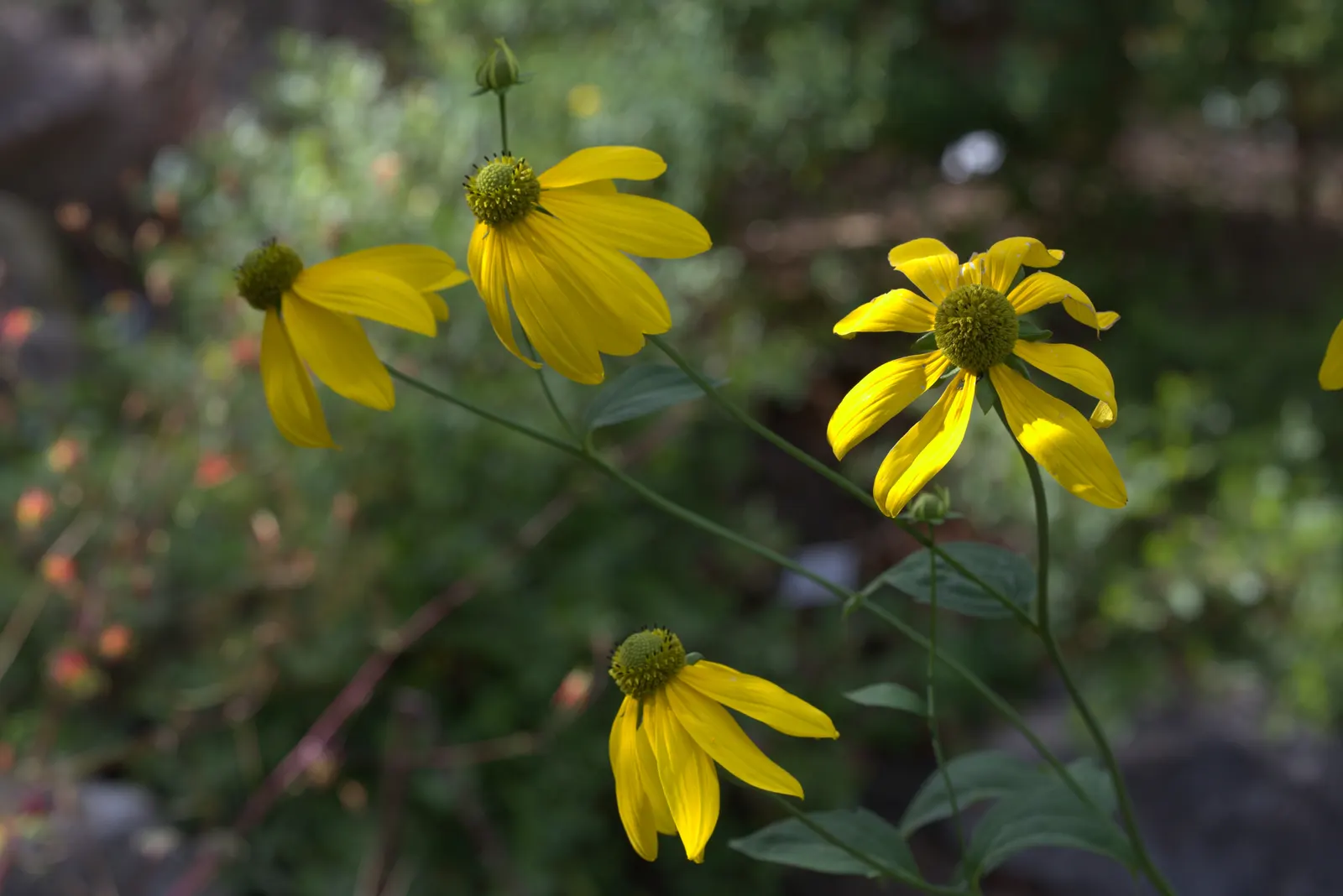 Cutleaf Coneflower (Rudbeckia Laciniata) — Suited for USDA zones 3-9, it thrives in full sun to light shade and moist soil; rudbeckia laciniata, image 87