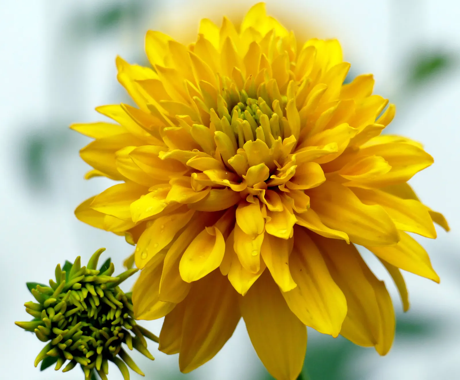 Cutleaf Coneflower (Rudbeckia Laciniata) — daisy-like flowers up to 3-4 inches across with drooping petals circling a prominent; ideal for pollinator gardens
