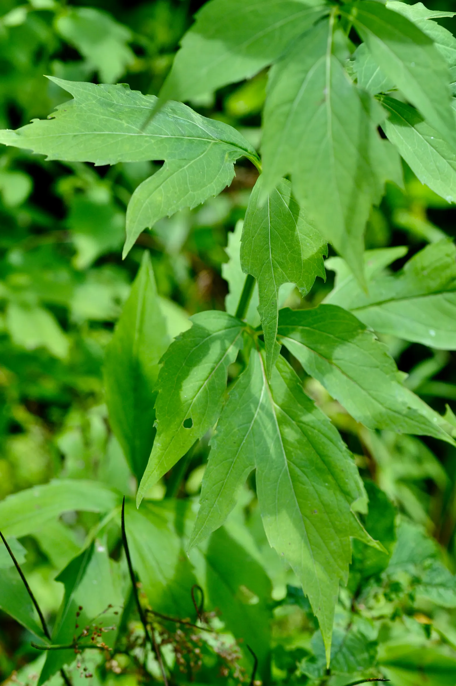 Cutleaf Coneflower (Rudbeckia Laciniata) — consider its height and spread