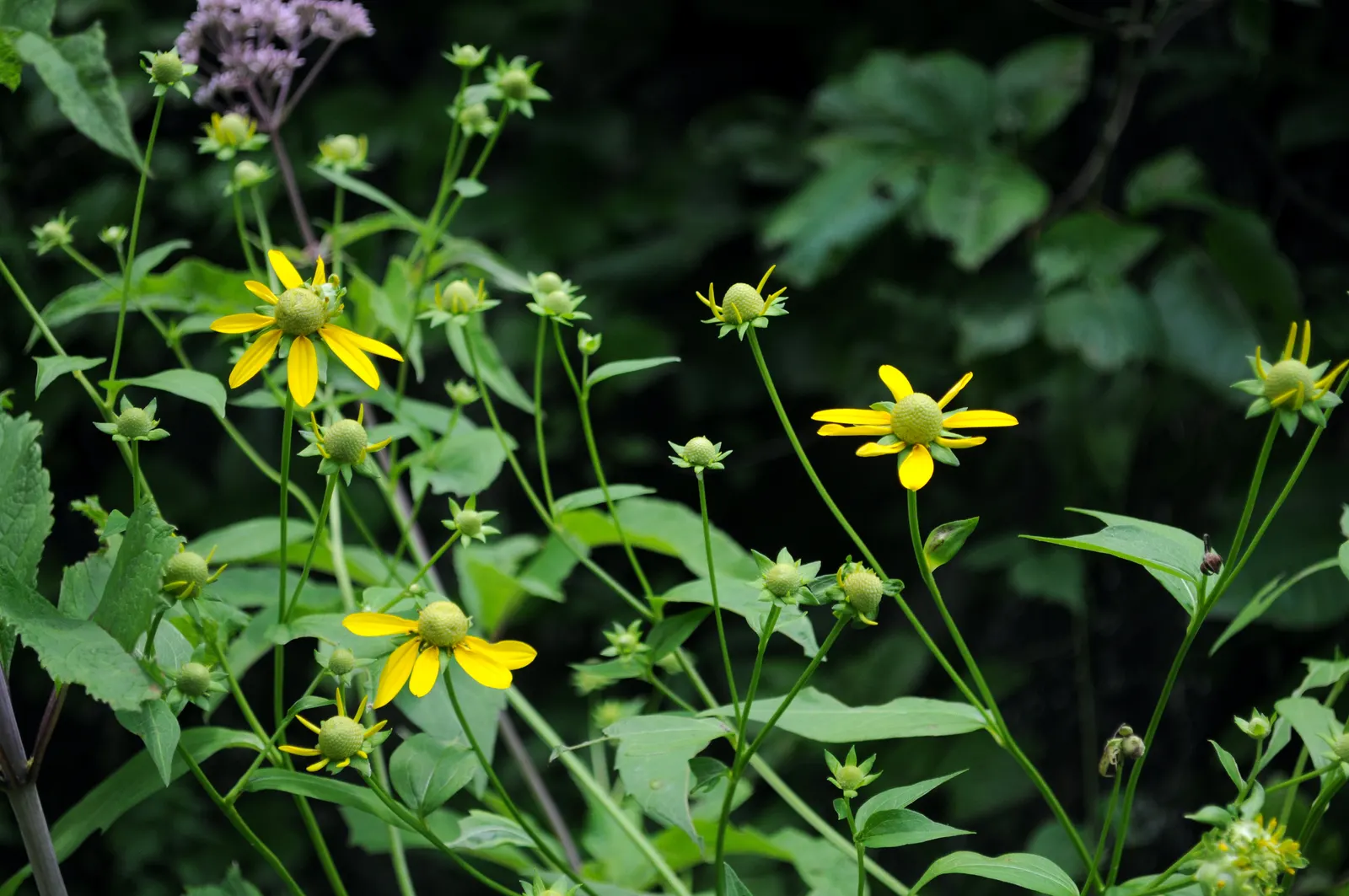 Cutleaf Coneflower (Rudbeckia Laciniata) — tolerating poor soil conditions and heat once established